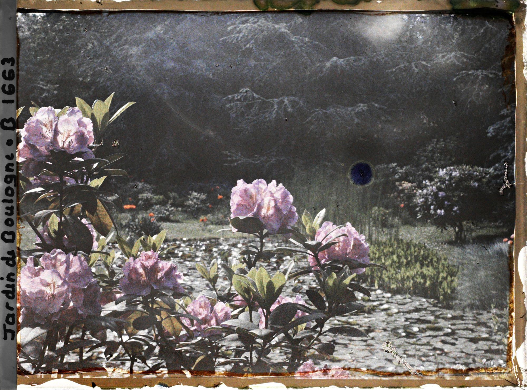 Image représentant Rhodos violets en premier plan près des étangs