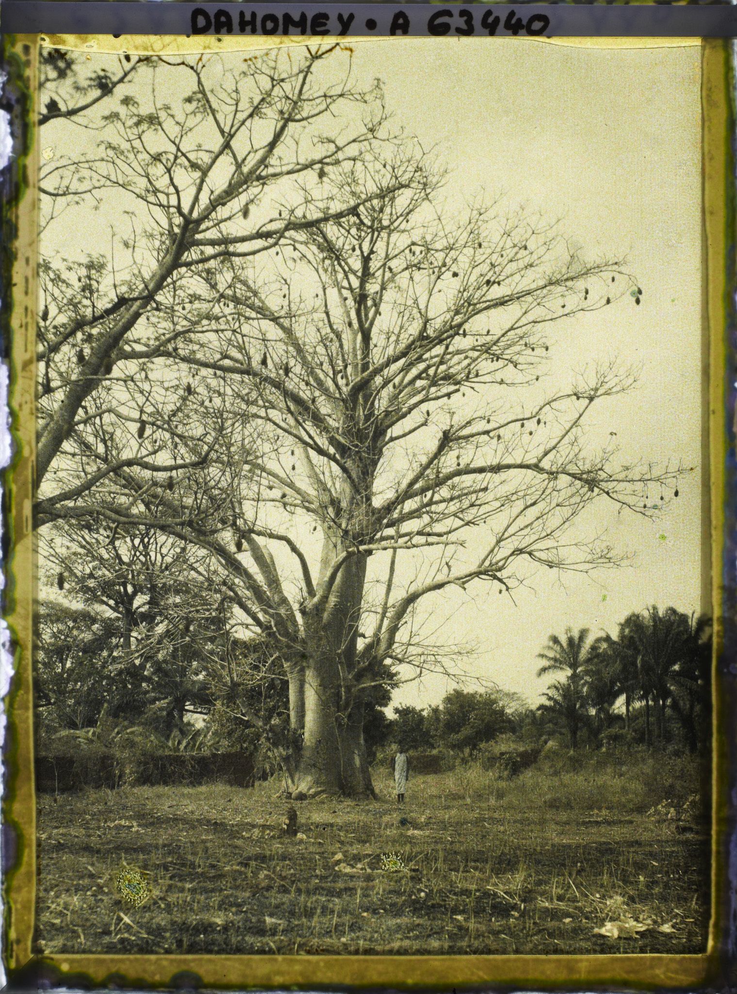 Image représentant Un baobab