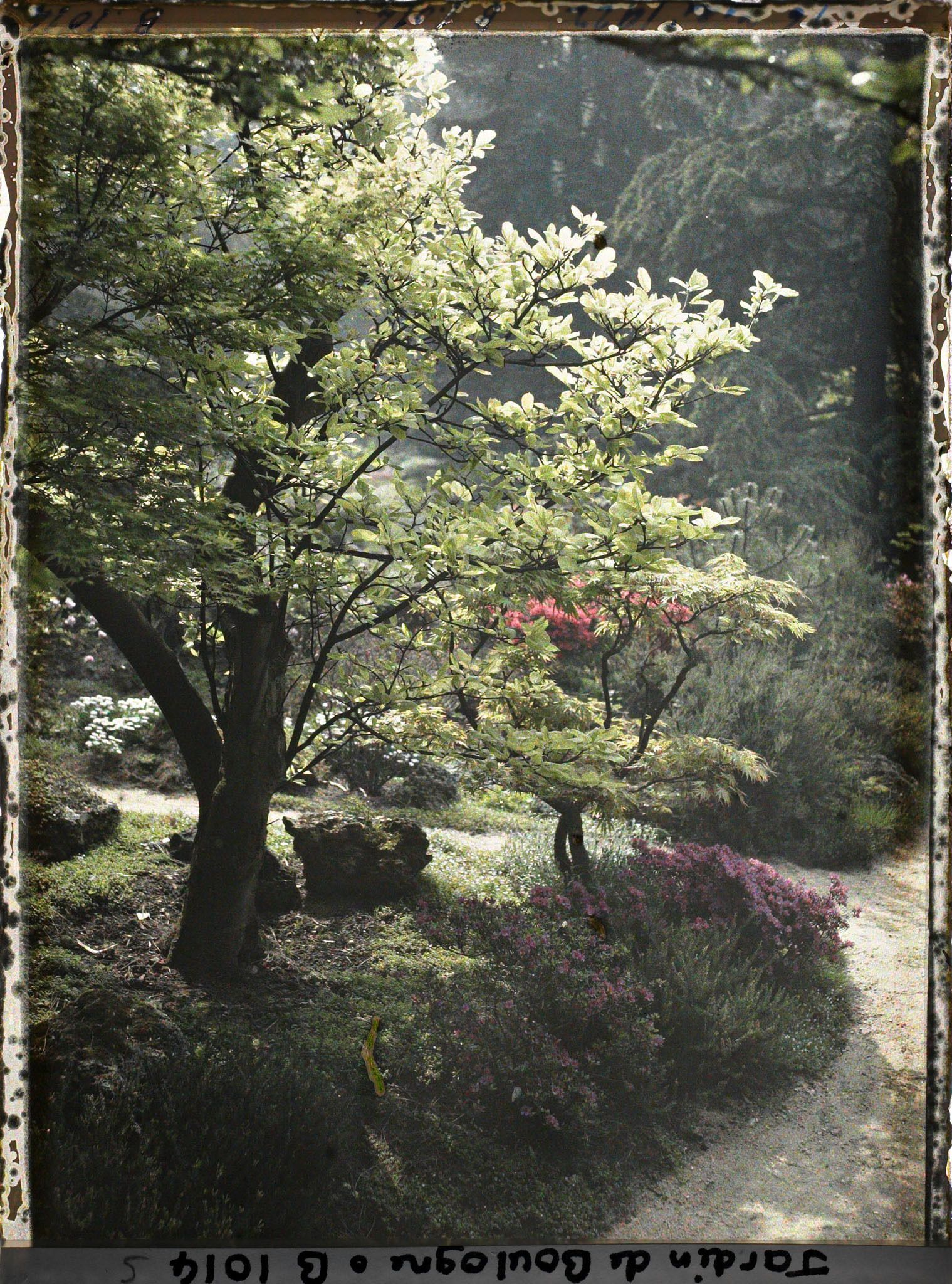 Image représentant Arbustes et azalées au bord de chemins proches du torii et des ponts du " sanctuaire japonais "