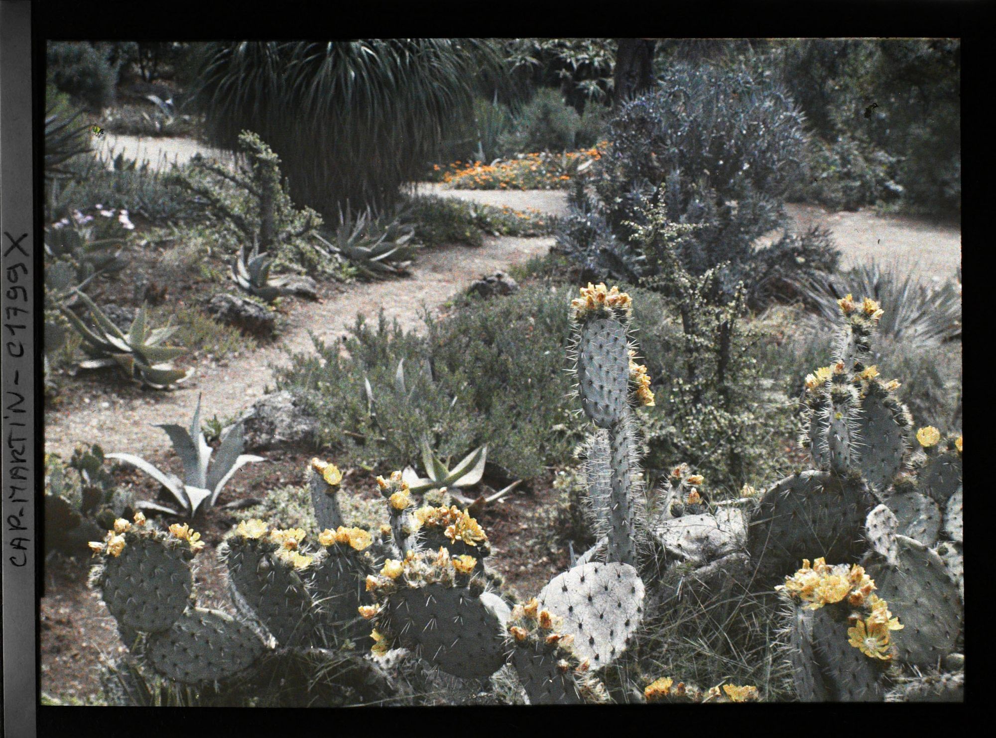 Image représentant Massif d'opuntias en fleurs, au bord d'un sentier rejoignant une allée