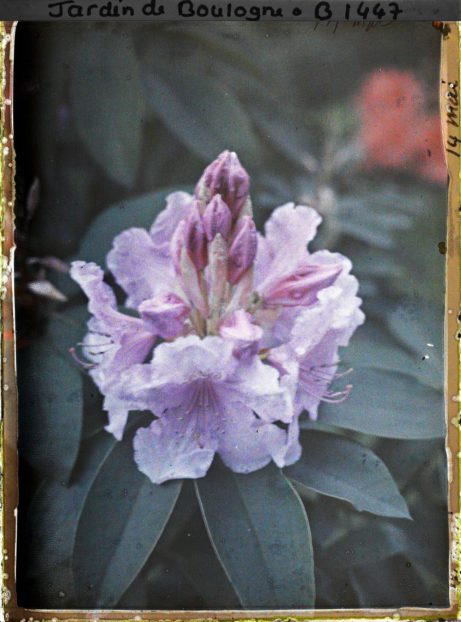 Image représentant Une fleur de rhododendron