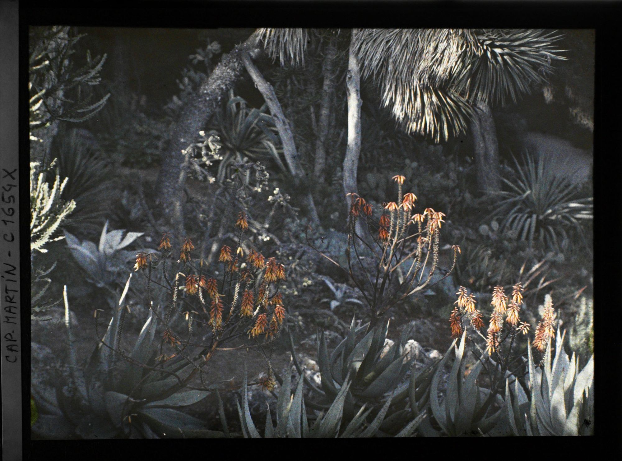 Image représentant Rayon de lumière à 19 heures sur diverses plantes exotiques en fleurs