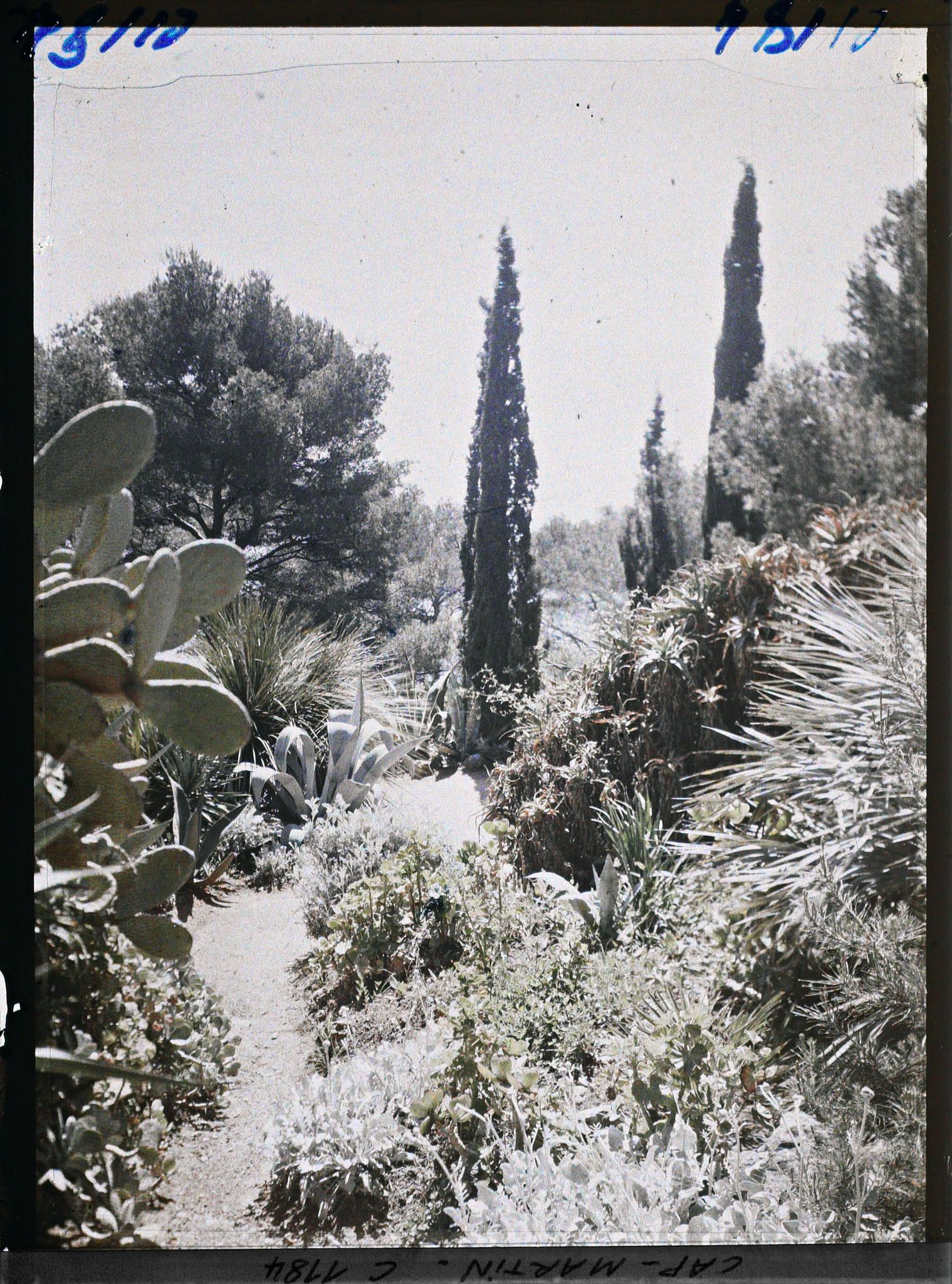 Image représentant le jardin