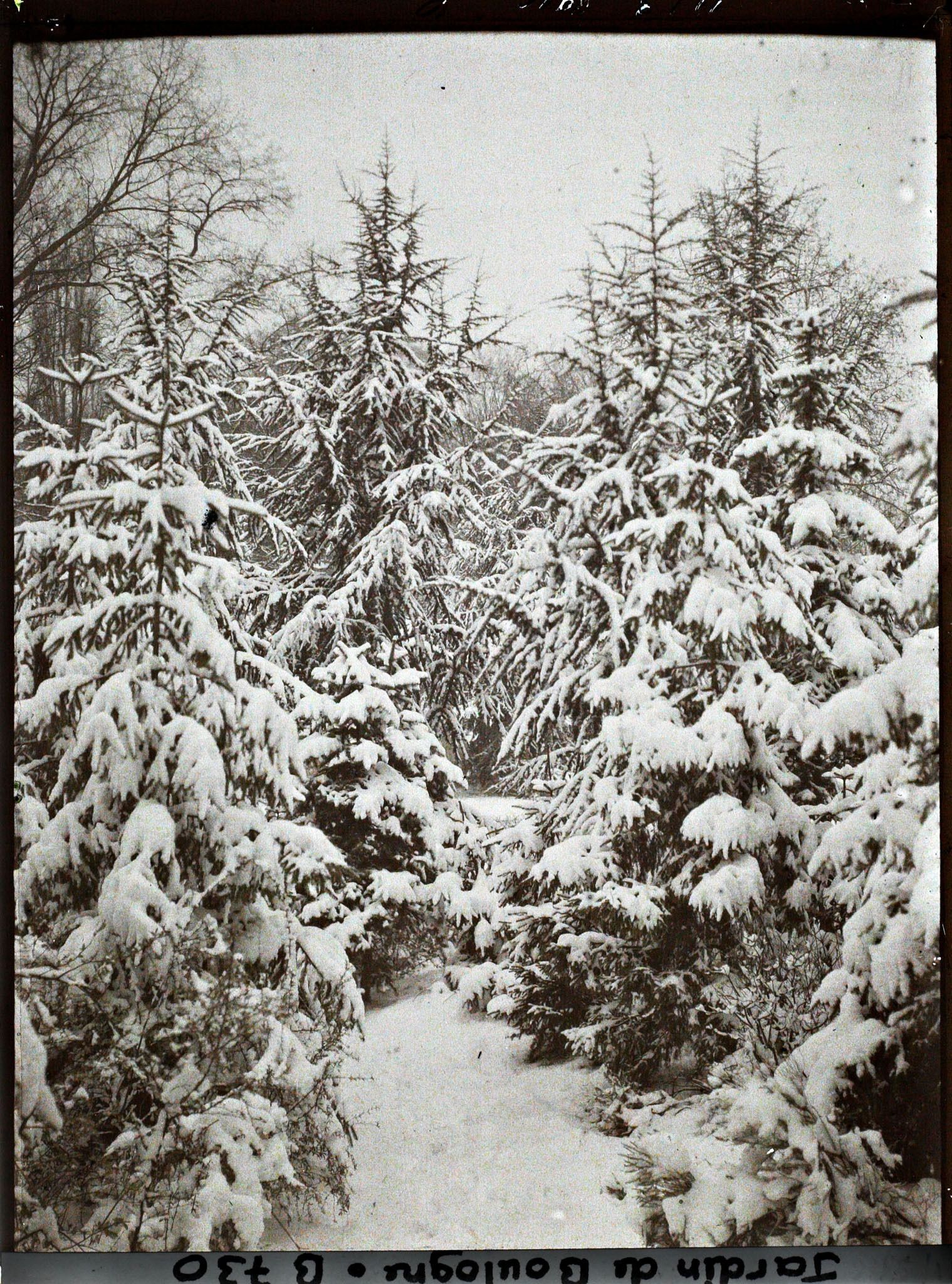 Image représentant Forêt bleue sous la neige