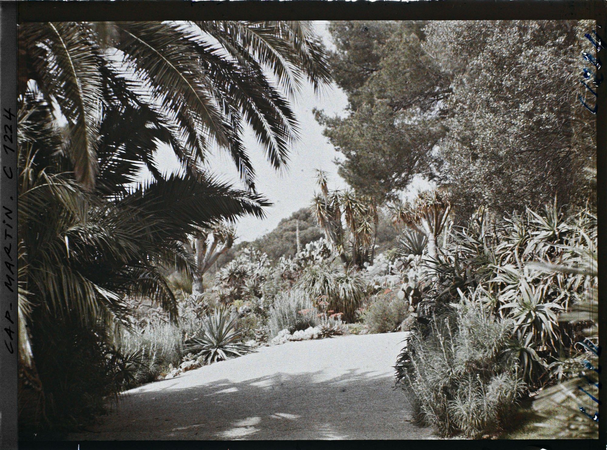 Image représentant le Jardin