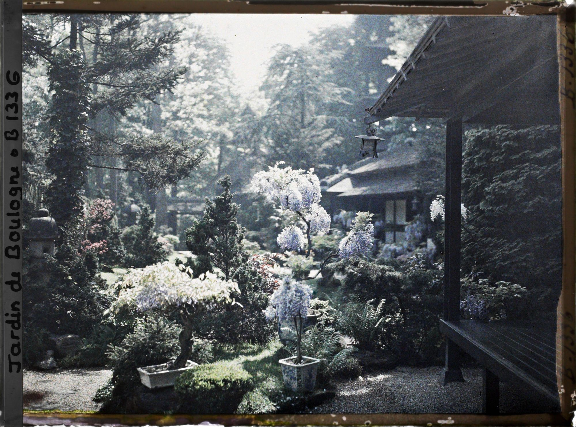 Image représentant Glycines en fleur et vue sur le cœur du " village japonais "