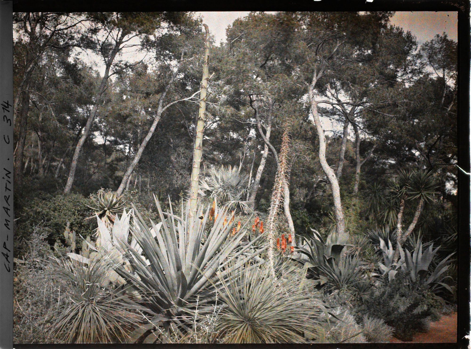 Image représentant Cap-Martin - Le Jardin