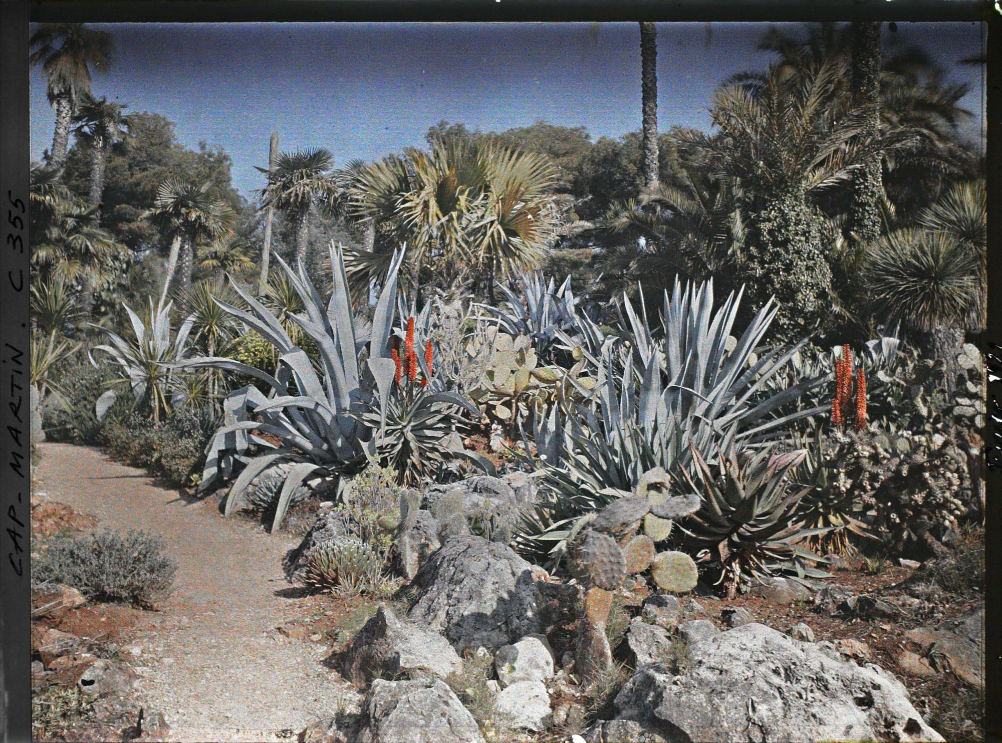 Image représentant Agaves et cactées dans le jardin