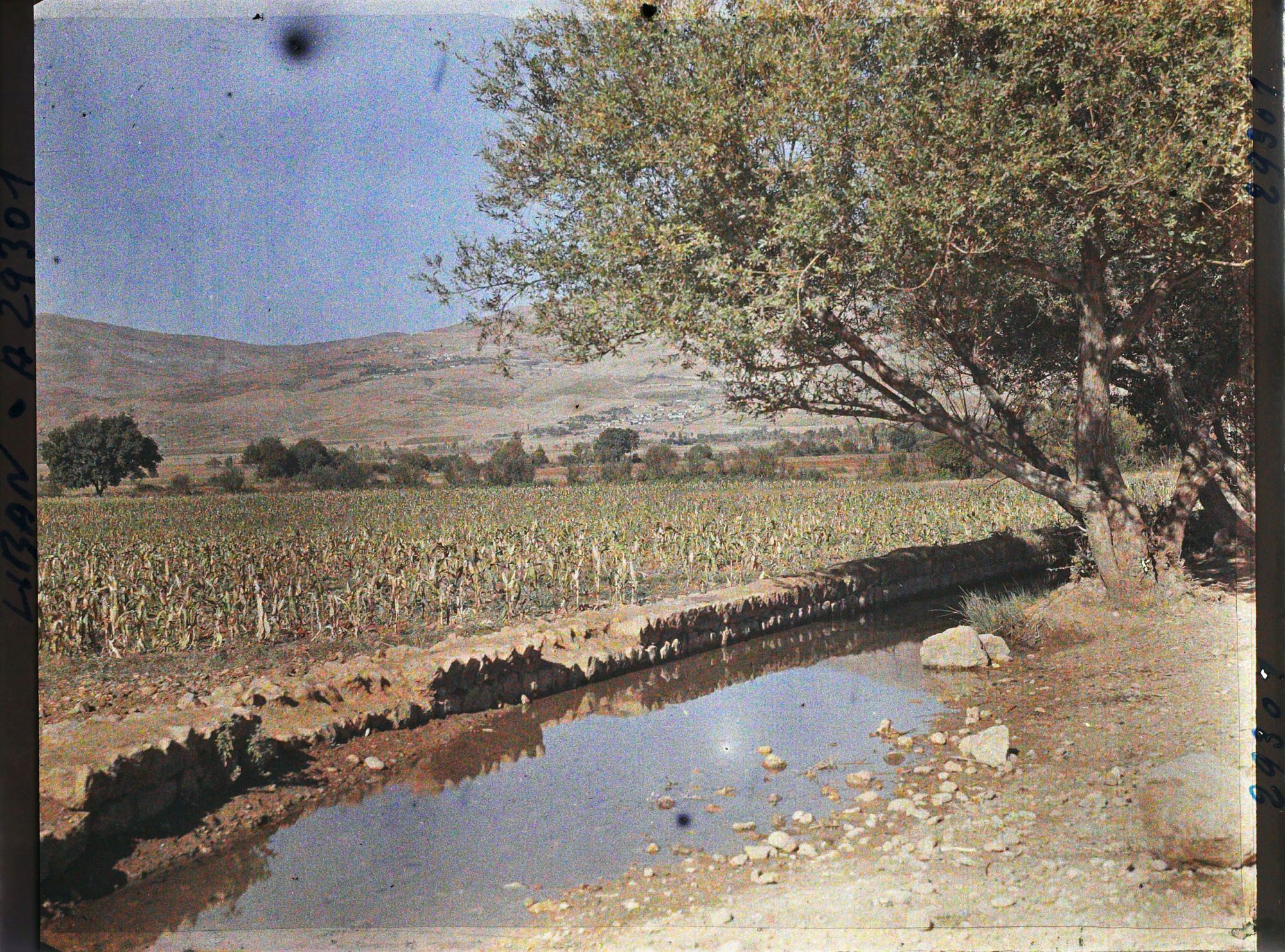 Image représentant Cultures de maïs