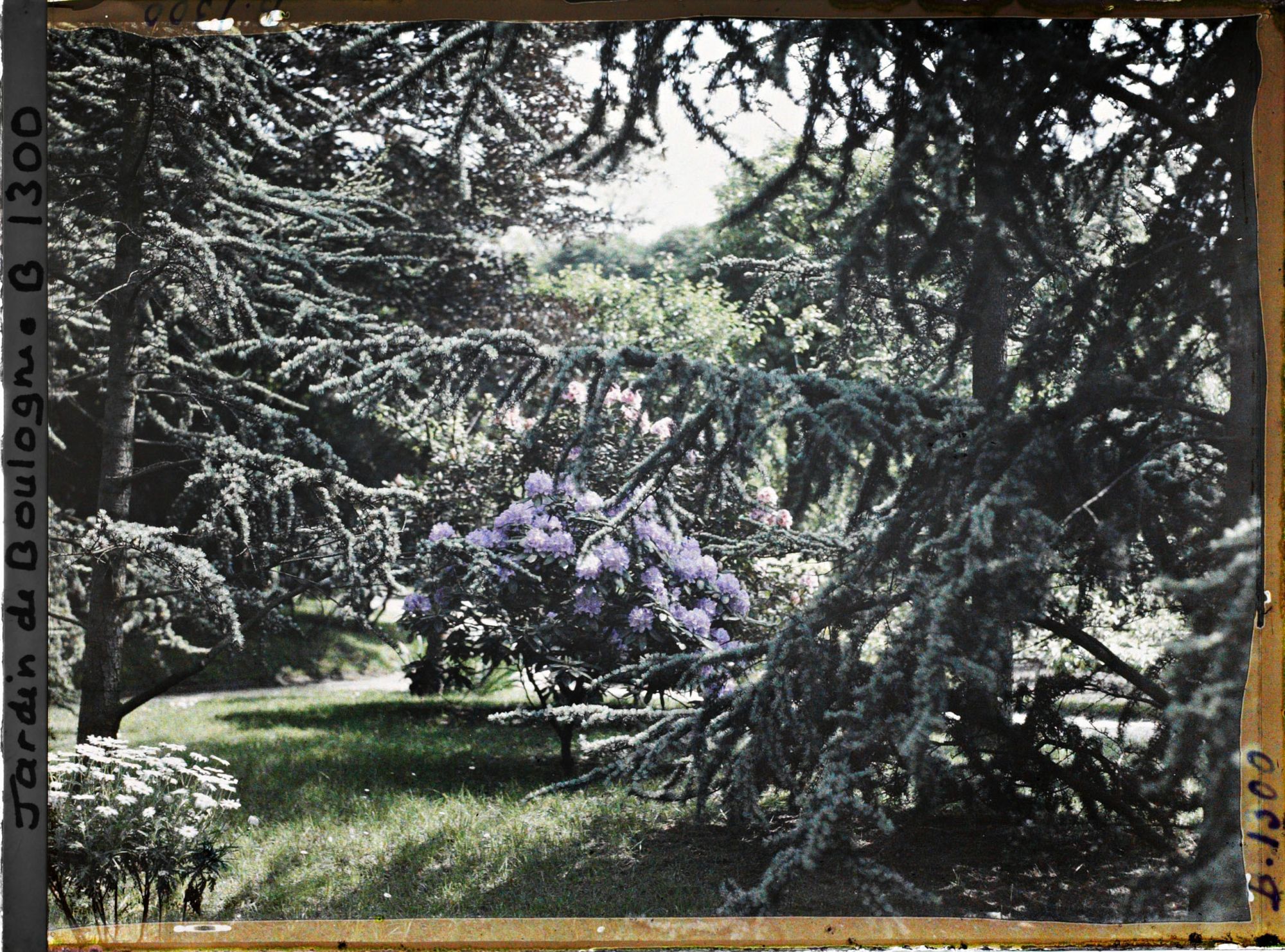 Image représentant la forêt bleue près du marais