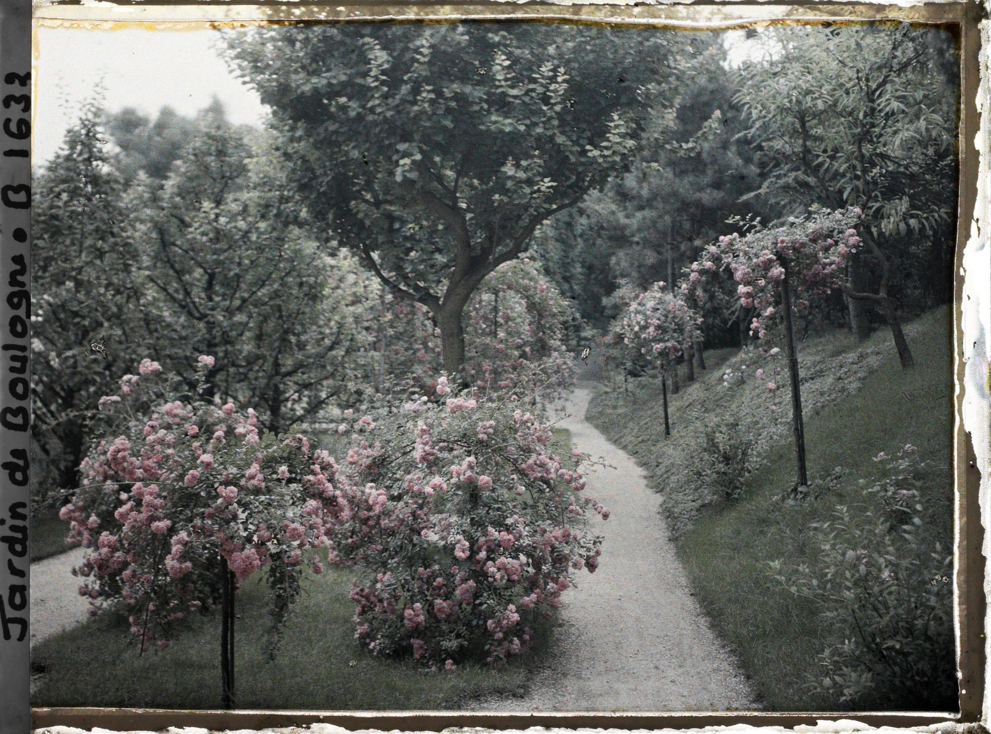 Image représentant Parterres fleuris au centre de l'allée située au sud du verger-roseraie, vus en direction de l'est