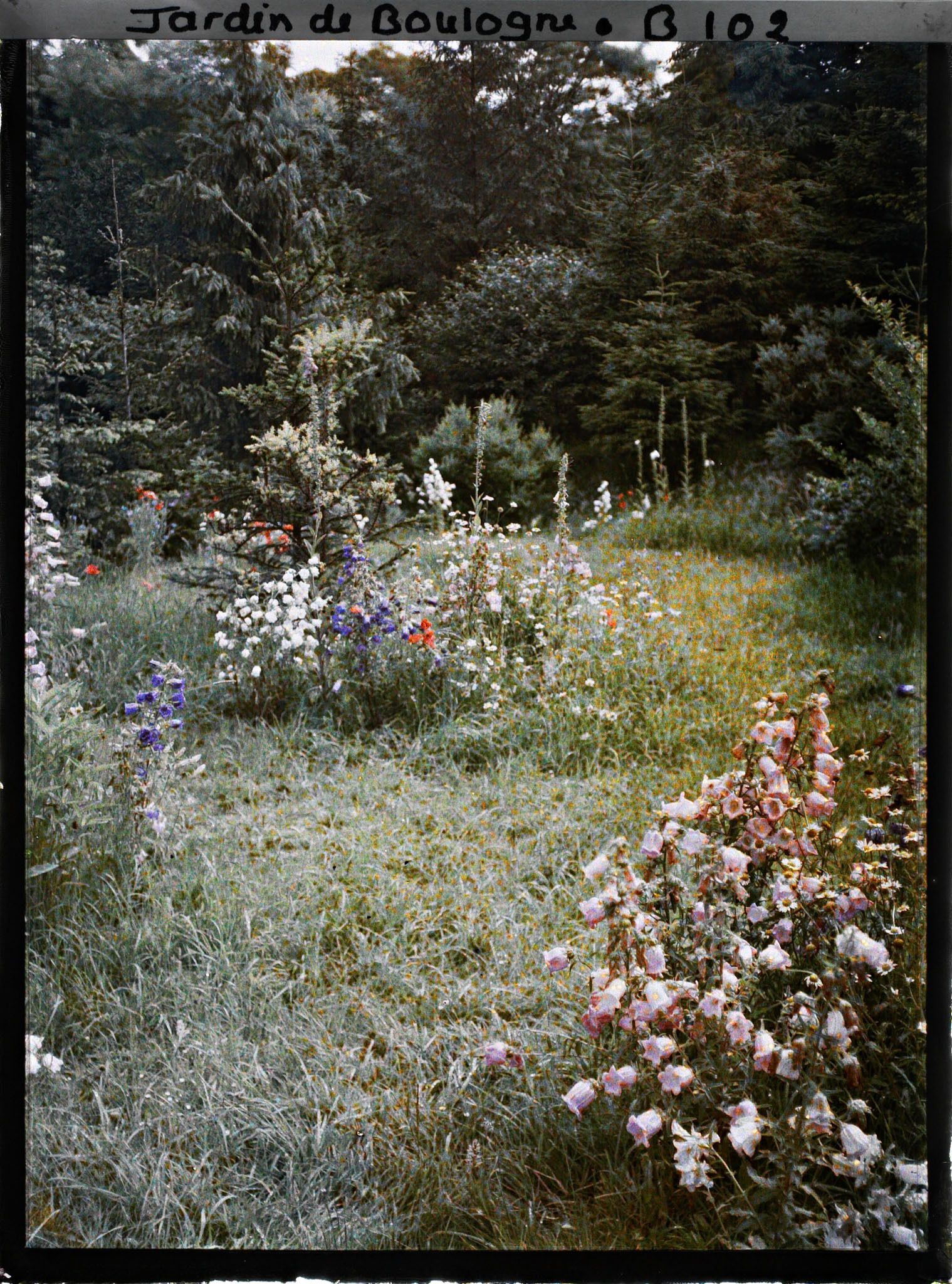 Image représentant Prairie en fleurs au coeur de la forêt dorée