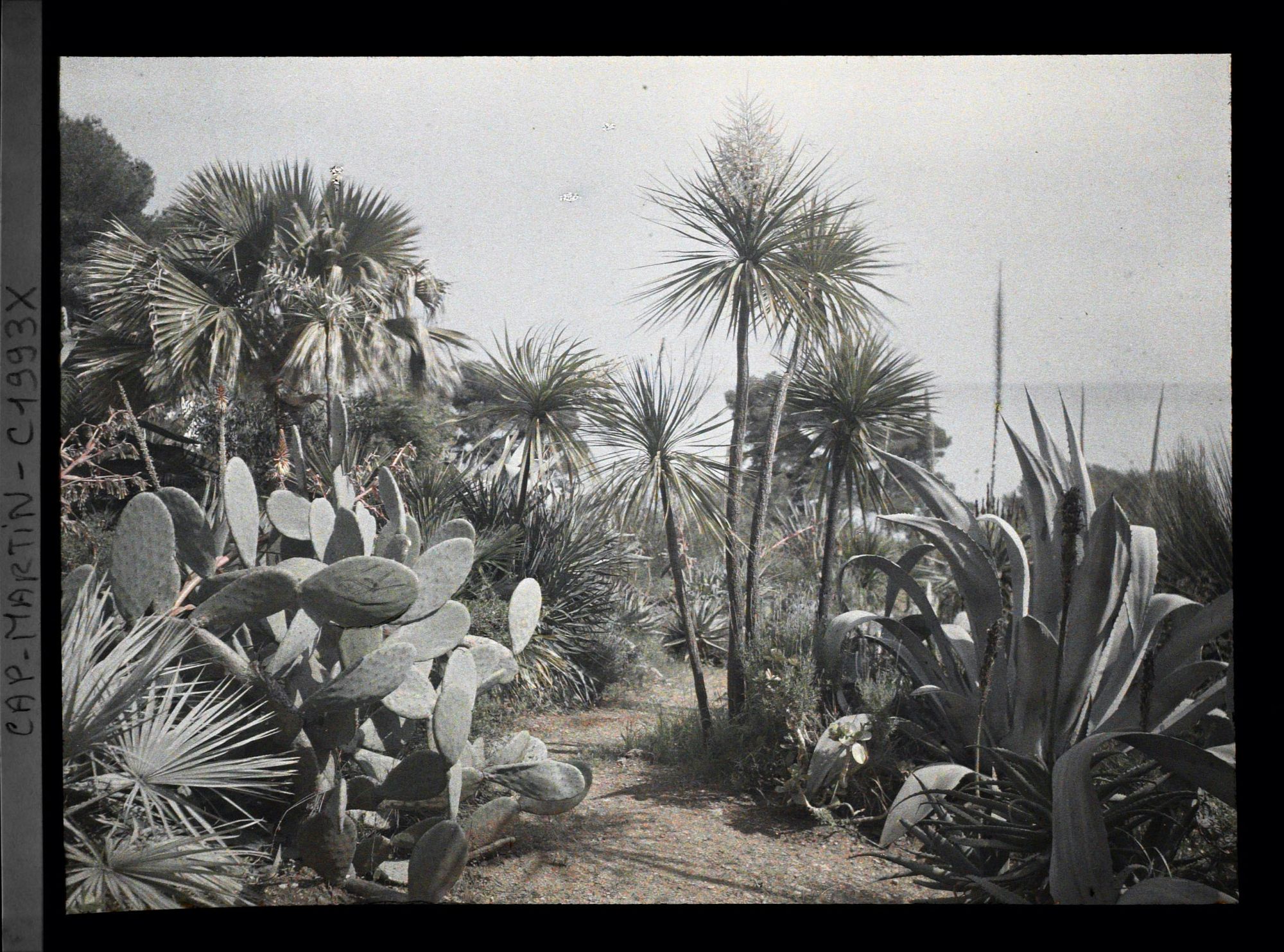 Image représentant Sentier sinueux descendant vers la mer et la villa Kahn à travers un ensemble de plantes exotiques