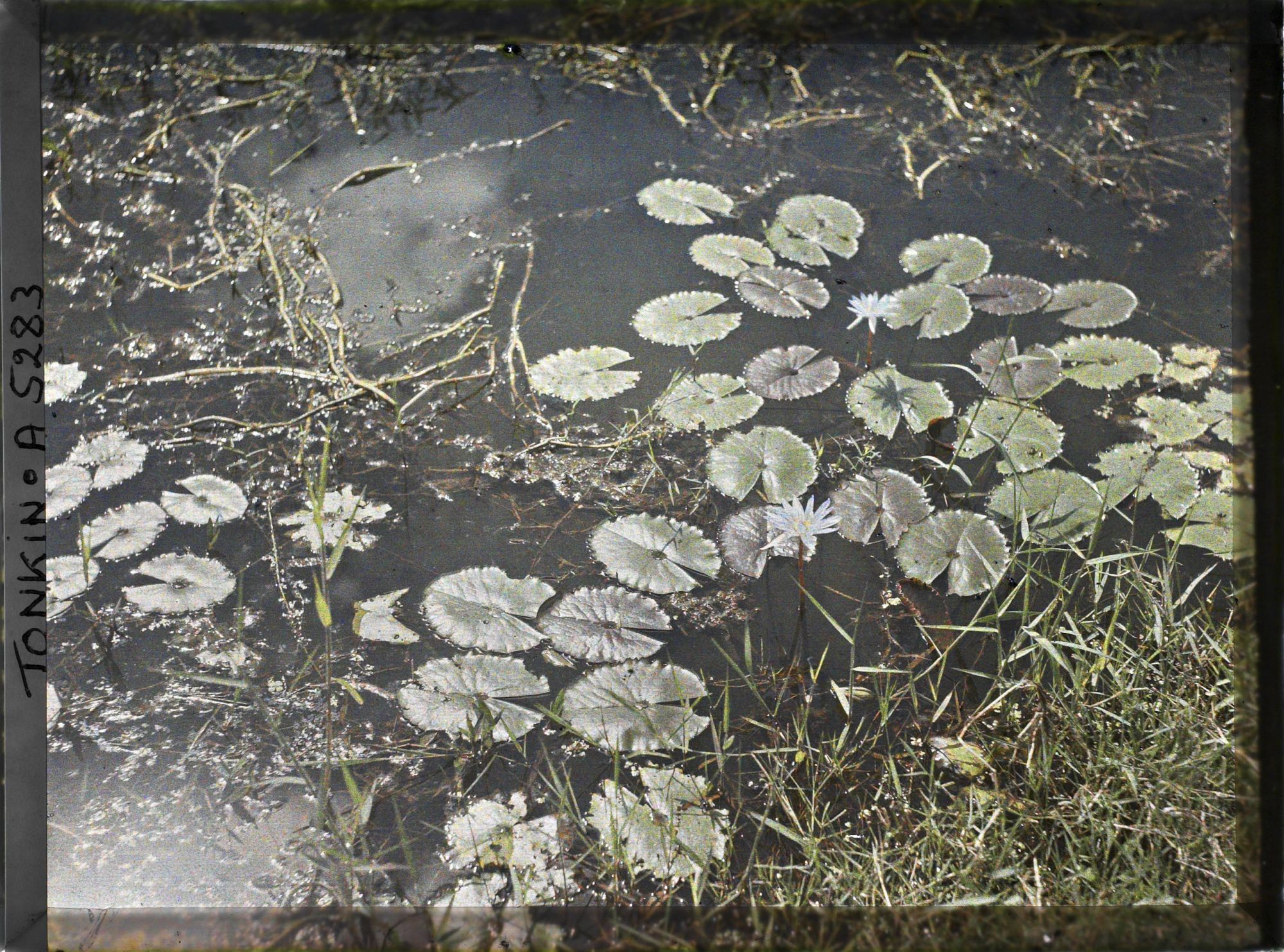 Image représentant Des nénuphars bleus sur un étang