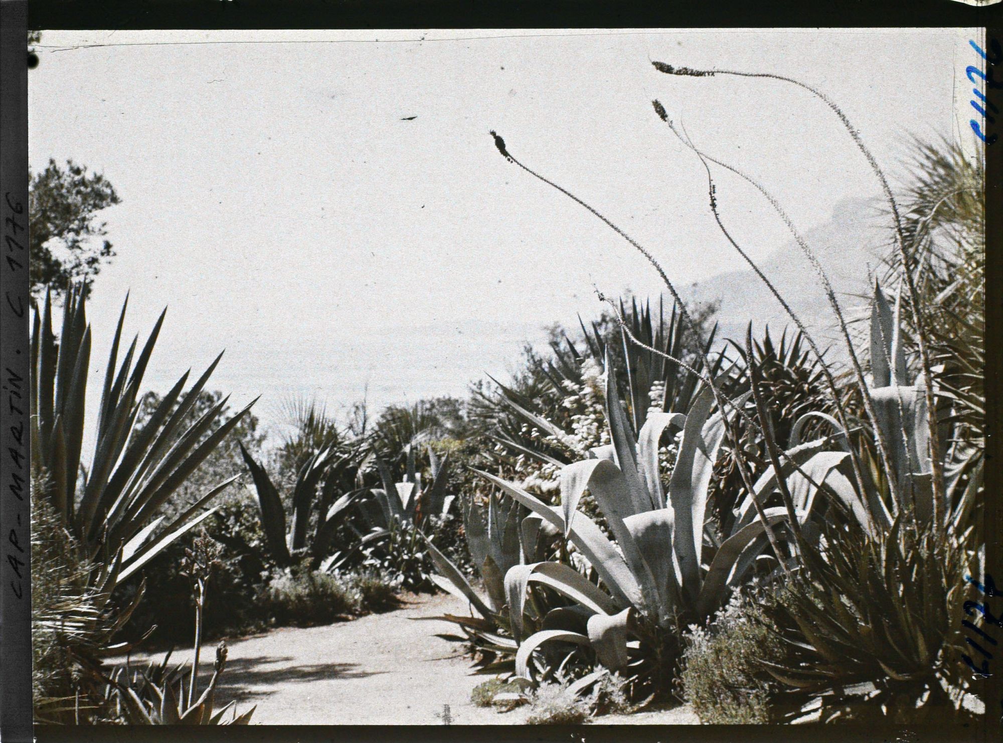 Image représentant le jardin