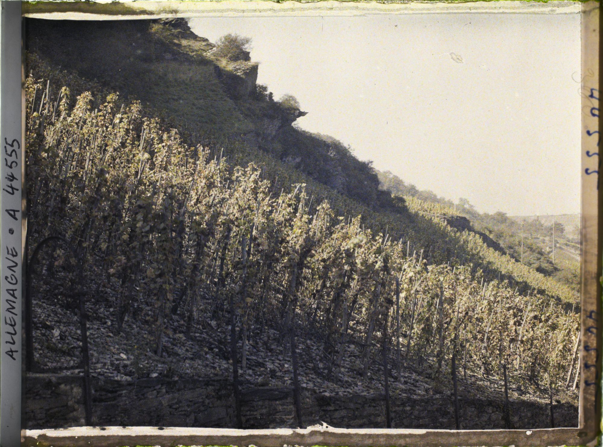 Image représentant Allemagne, Oberwesel, Effet de lumière sur vignes