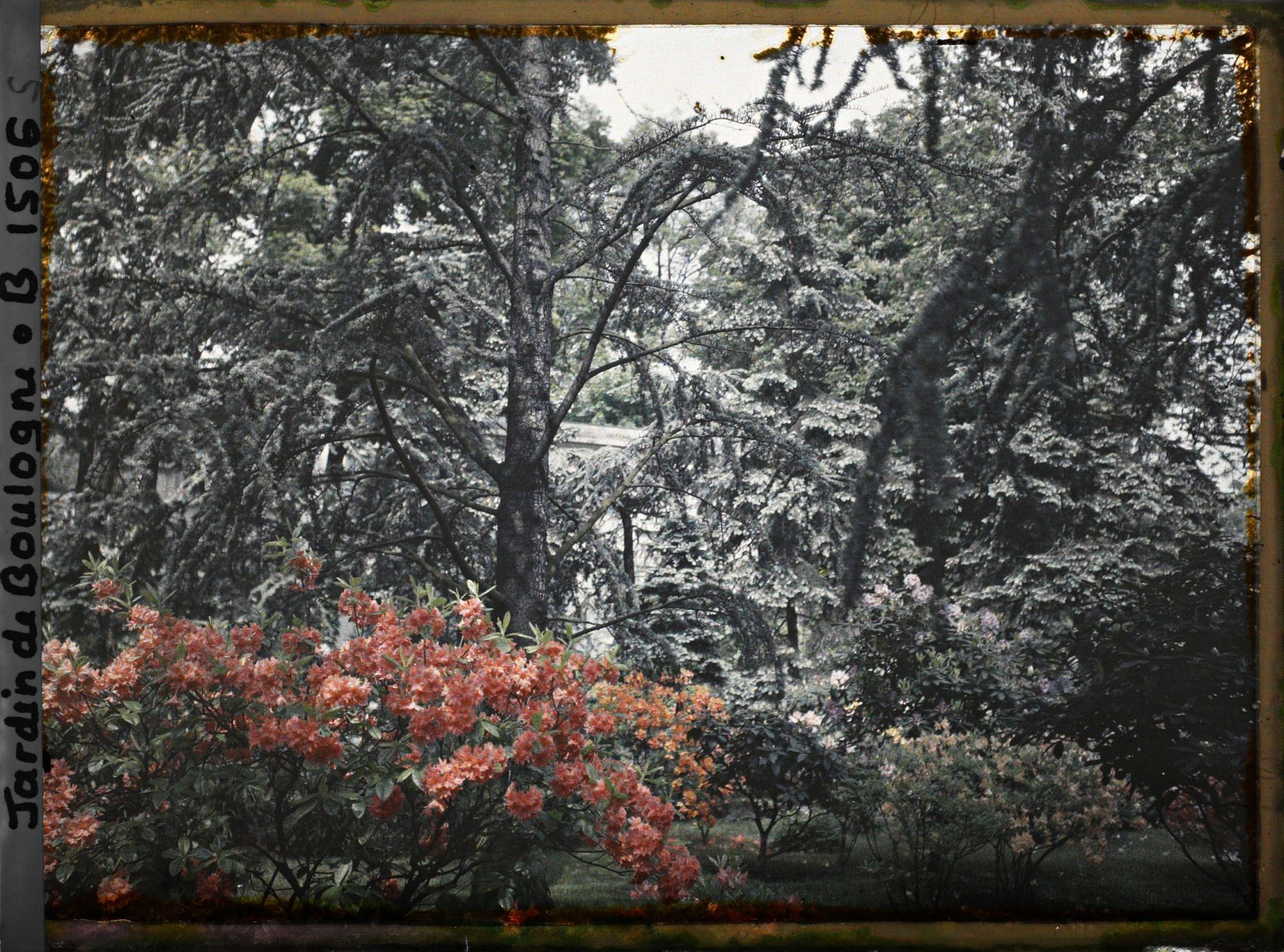 Image représentant Azalées près de la foret bleue, on devine le laboratoire à travers les branche des conifères