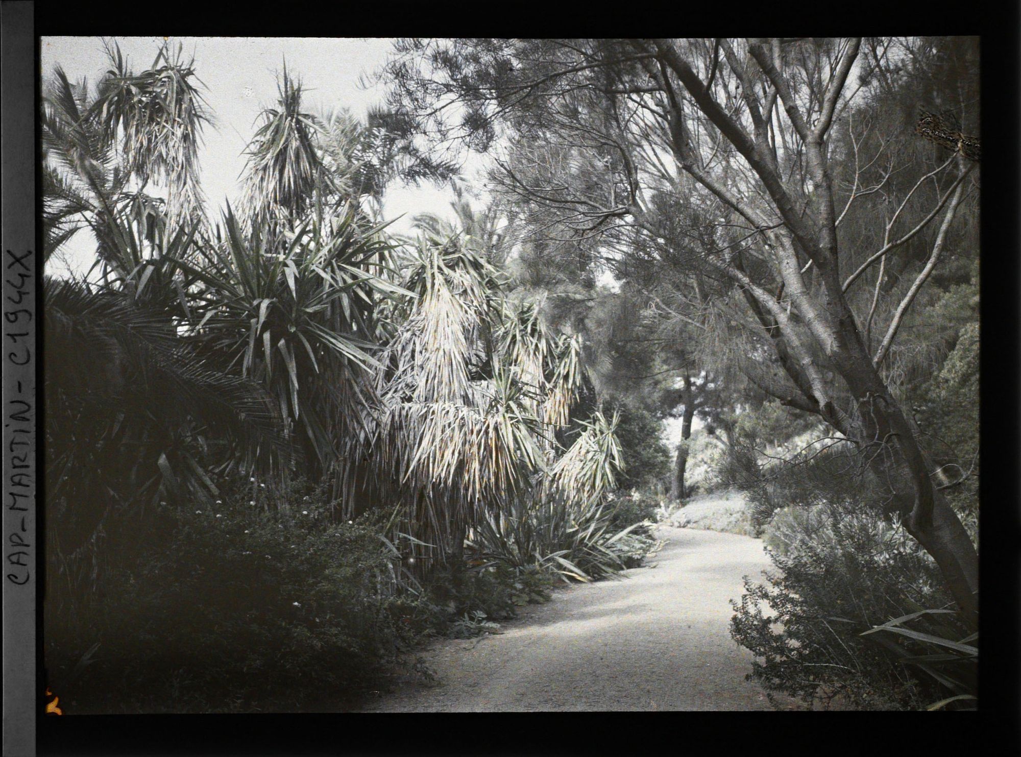 Image représentant Ensemble d'arbustes, palmiers, cordylines, yuccas et autres,au bord d'une allée menant à la villa Kahn