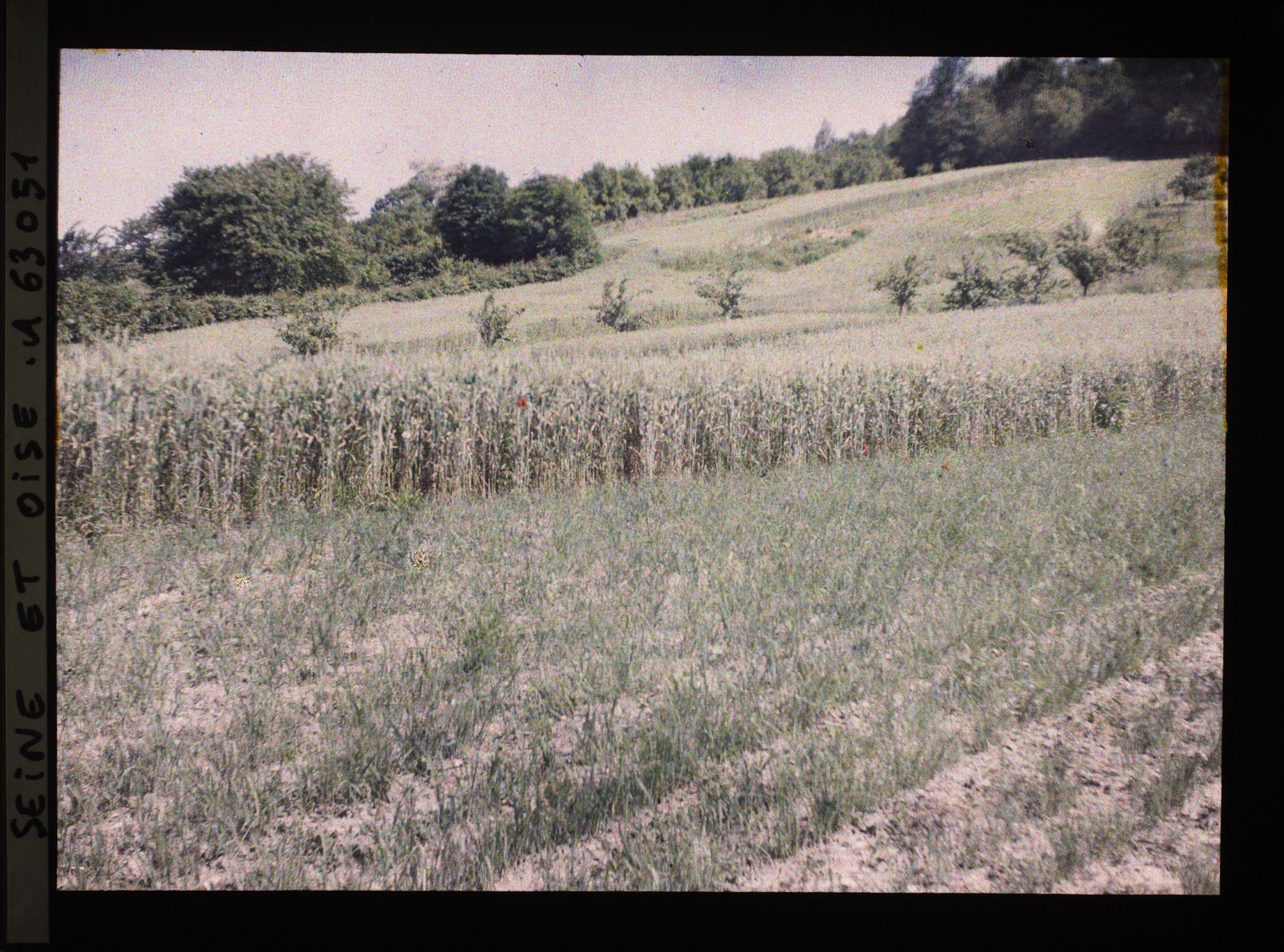 Image représentant Ile de France, Triel, Champ de poireaux et champ de blé