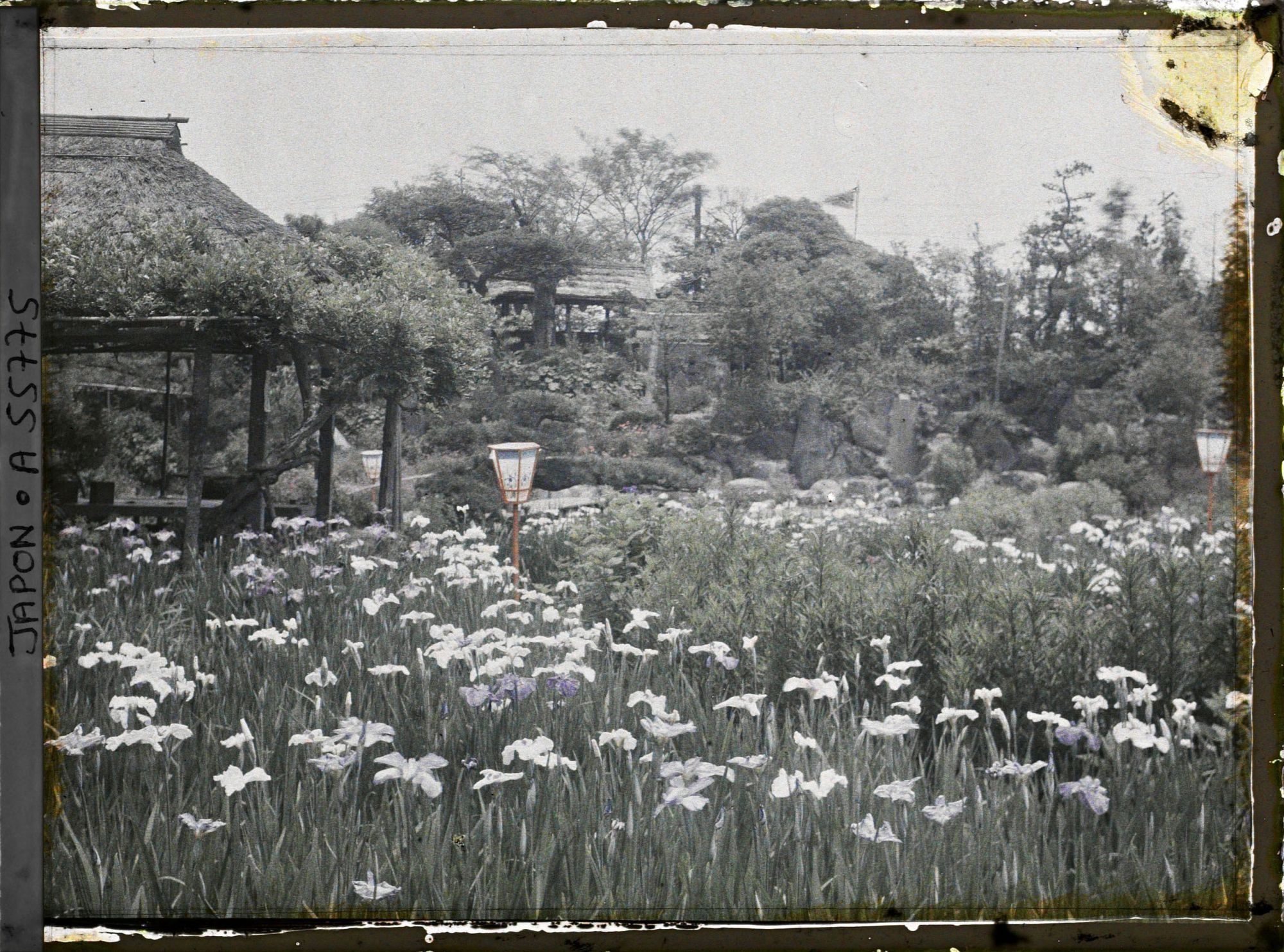Image représentant Jardin d'iris de Horikiri