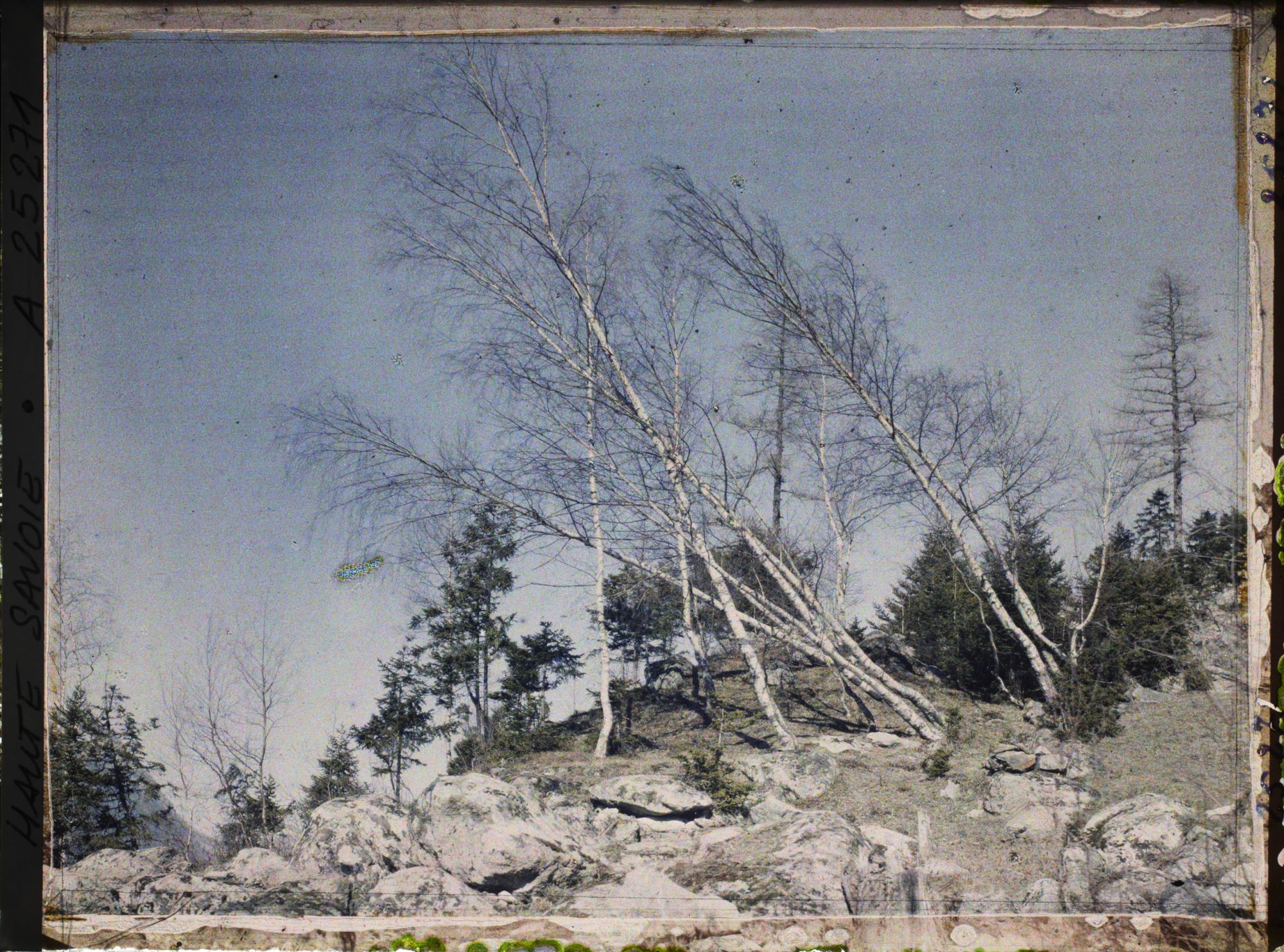 Image représentant Vallée de Chamonix,Groupe de bouleaux penchés par suite de la poussée d'une ancienne avalanche