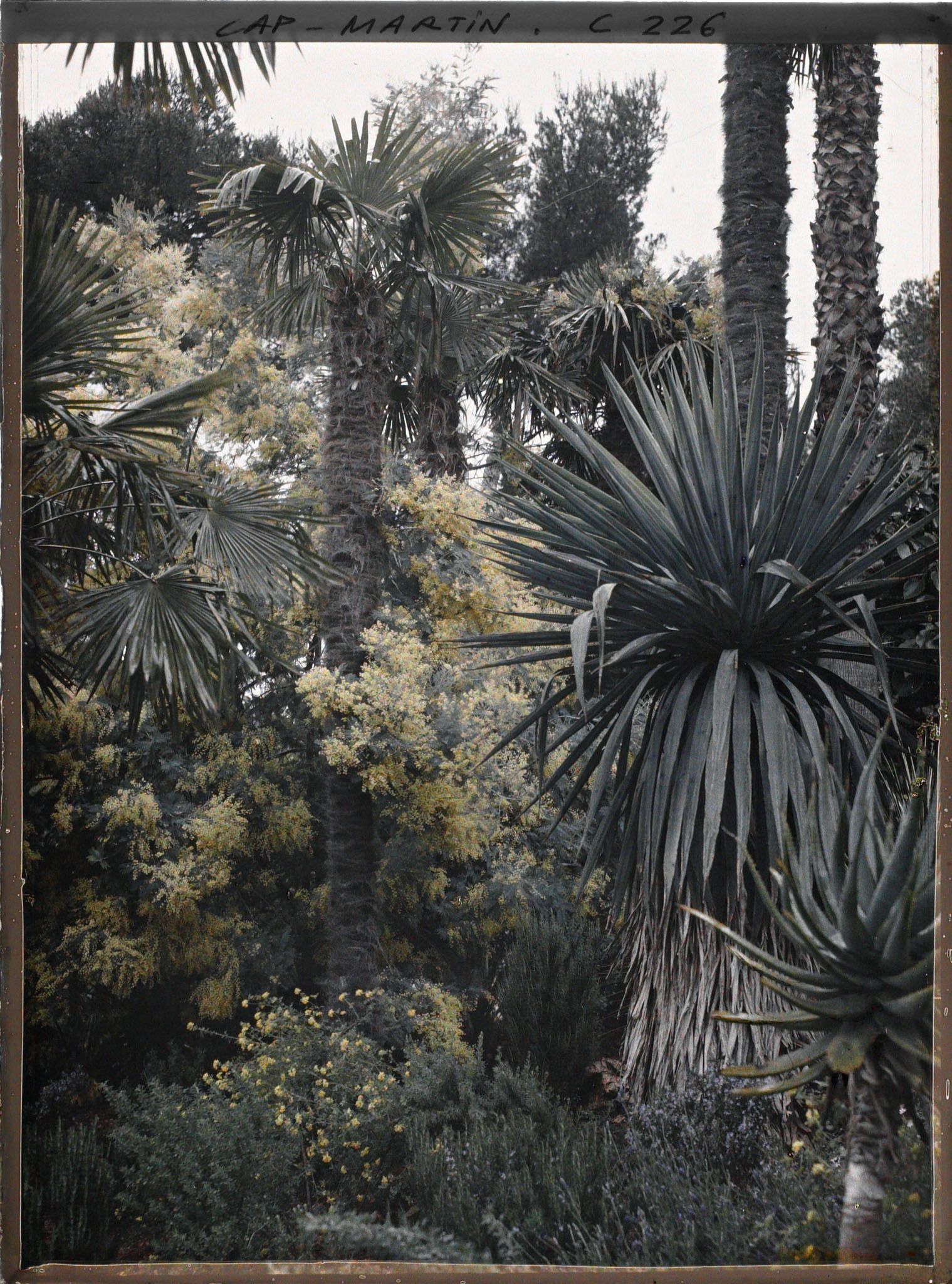 Image représentant Cap-Martin - Mimosas - Le Jardin