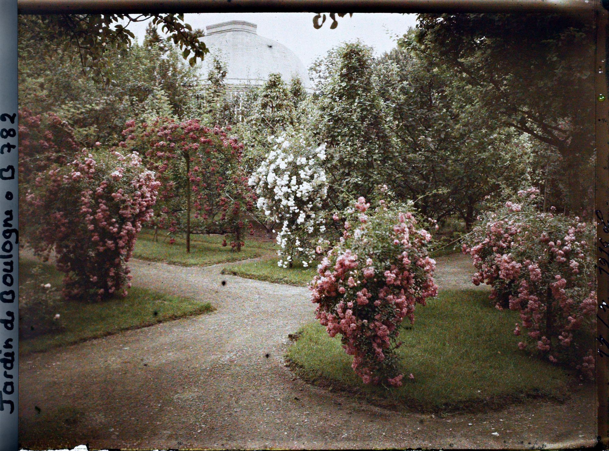 Image représentant Croisement d'allées orné de rosiers au sud du verger-roseraie, vu en direction de la serre