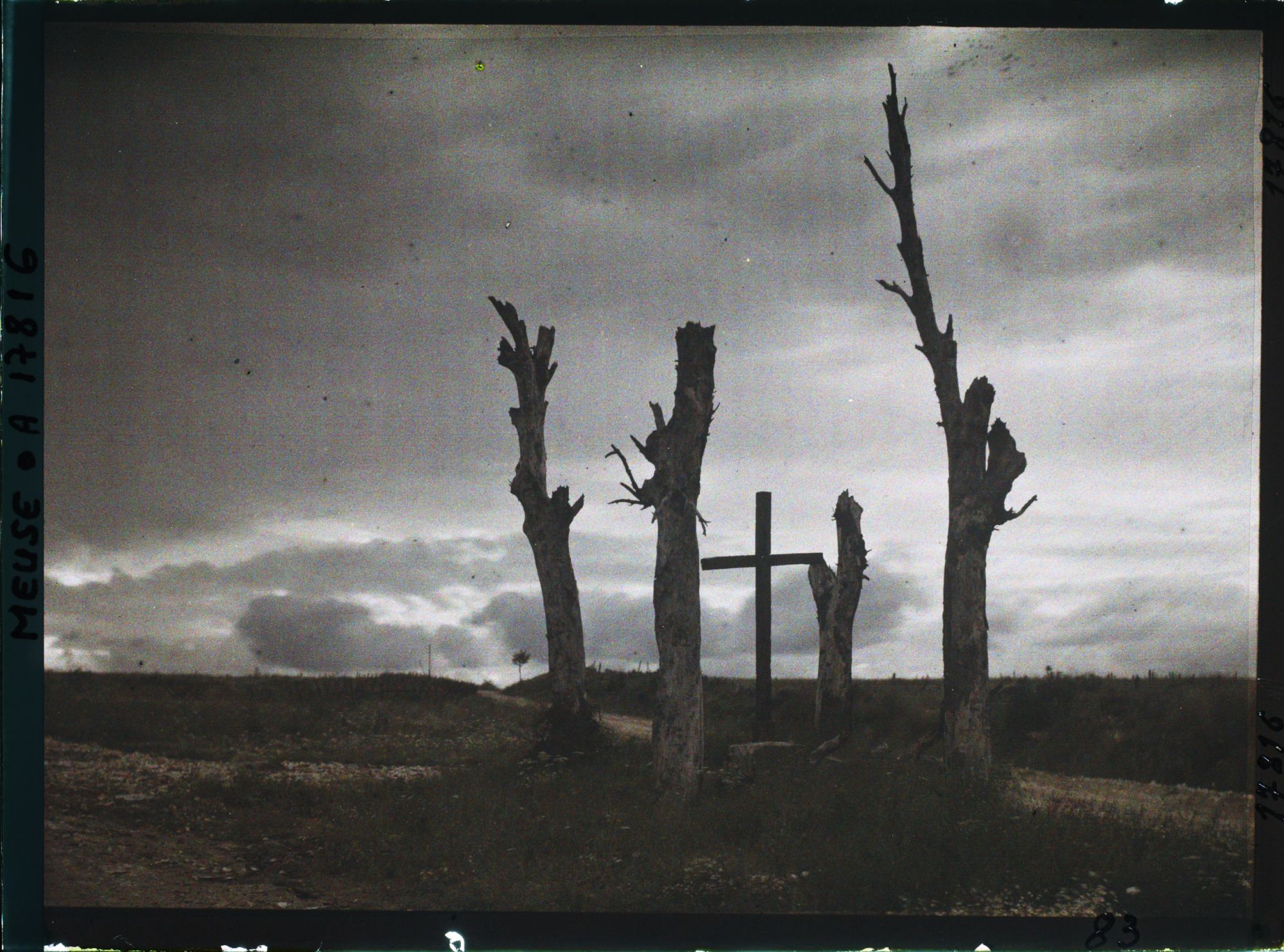 Image représentant France, Esnes, Arbres déchiquetés par les Obus même sujet à Contre Jour