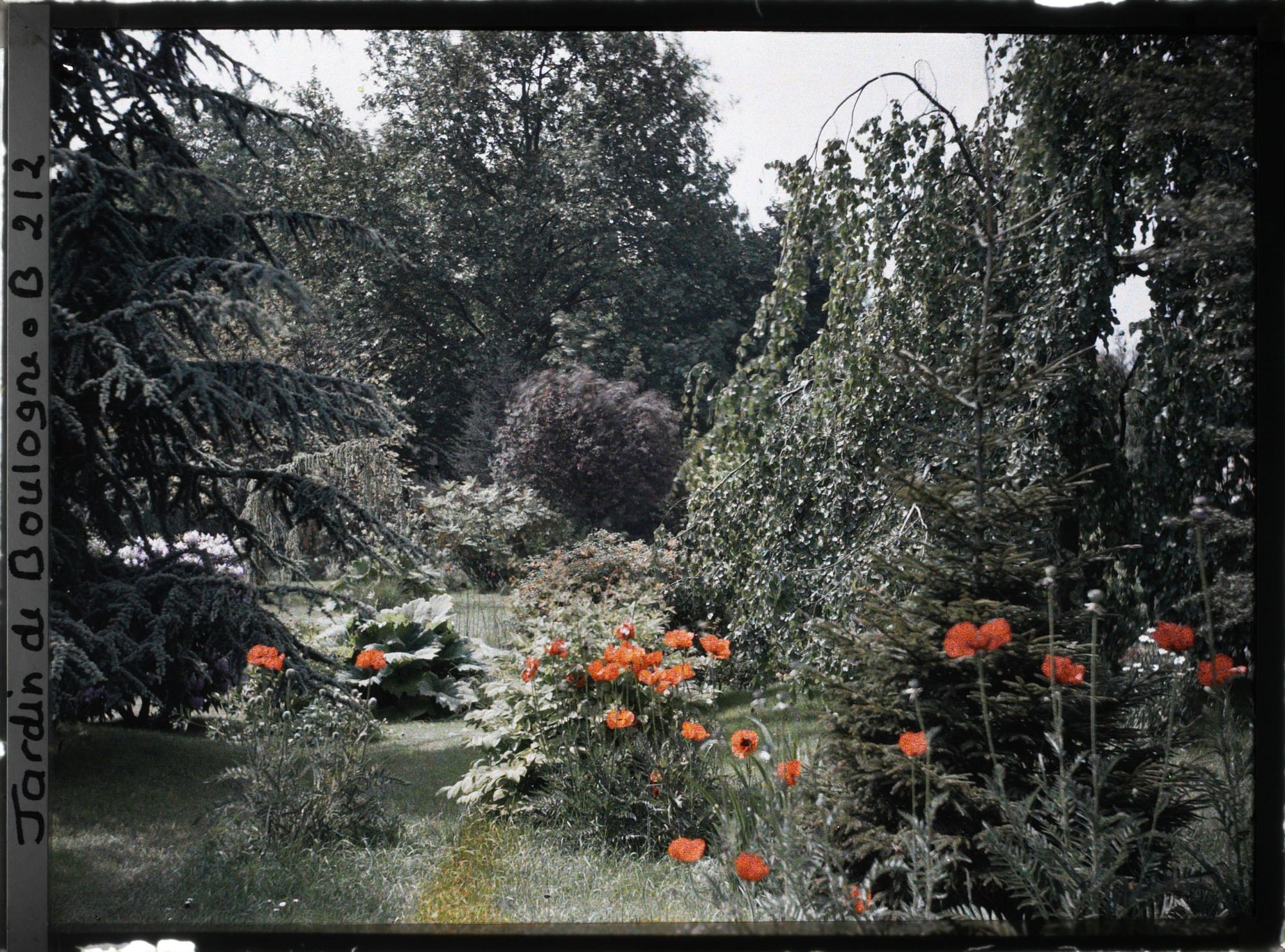 Image représentant Coquelicots bordant les " étangs " du marais