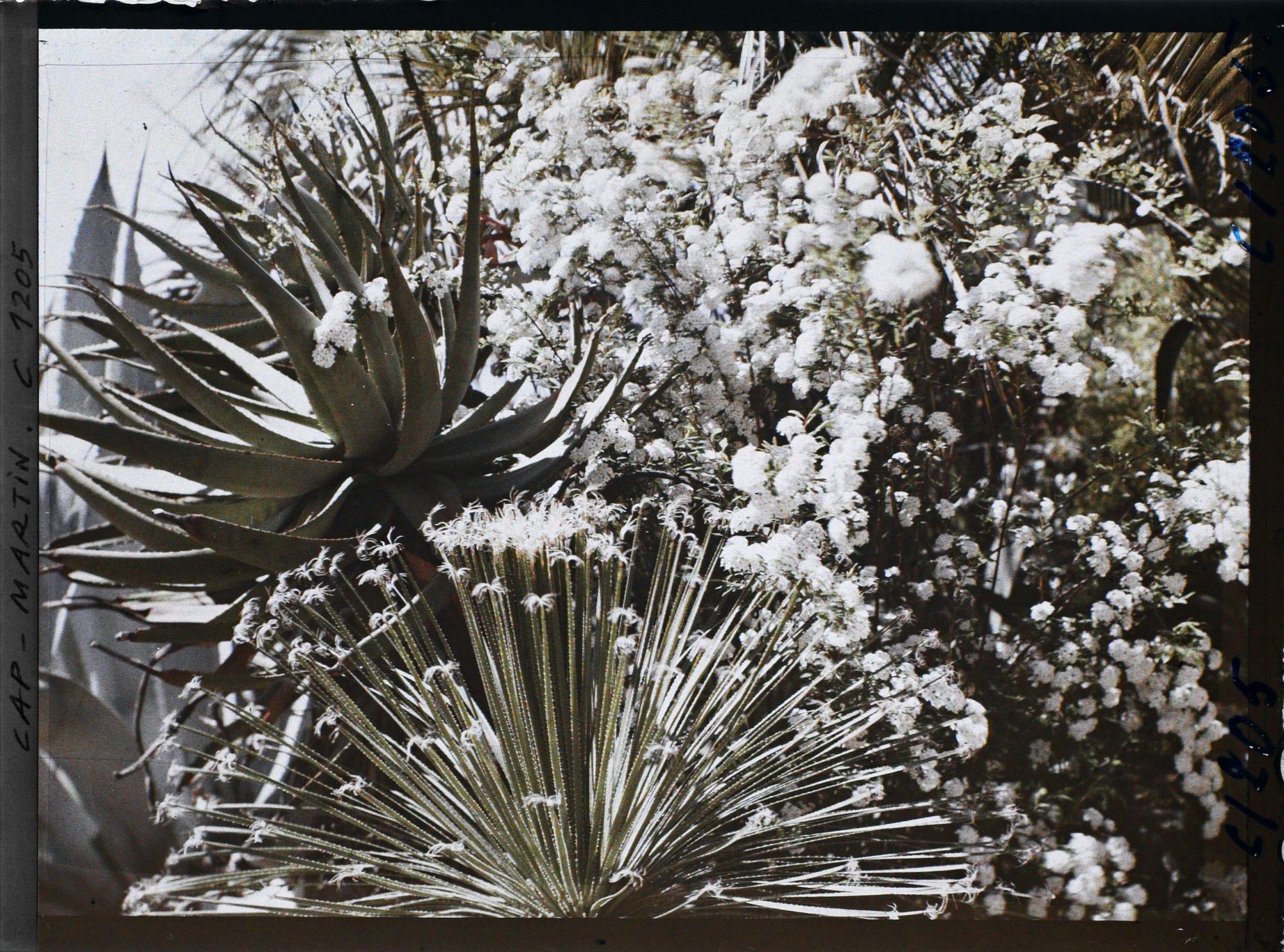 Image représentant le Jardin