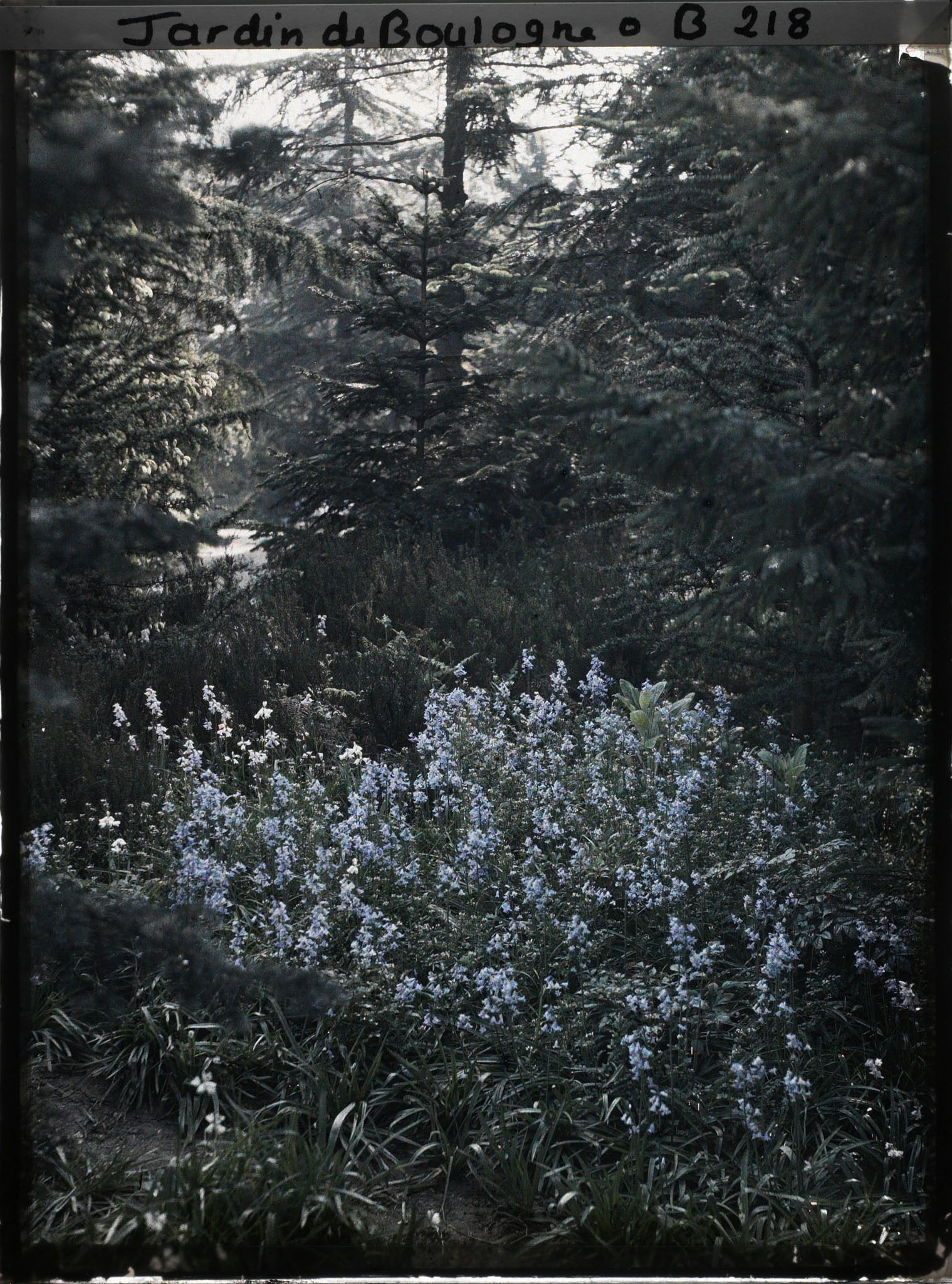 Image représentant Jacinthes des bois dans la forêt bleue