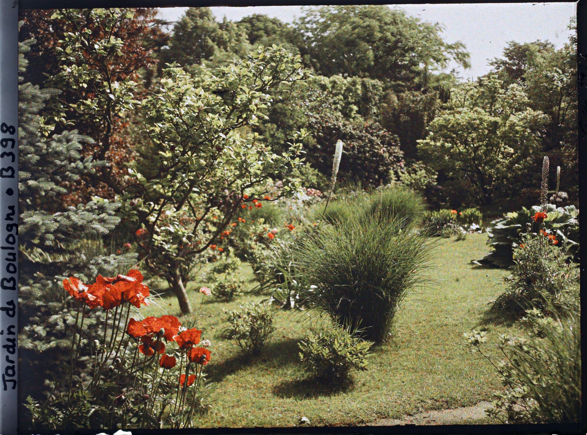 Image représentant Massif fleuri bordant les " étangs " du marais, vu vers le nord-est
