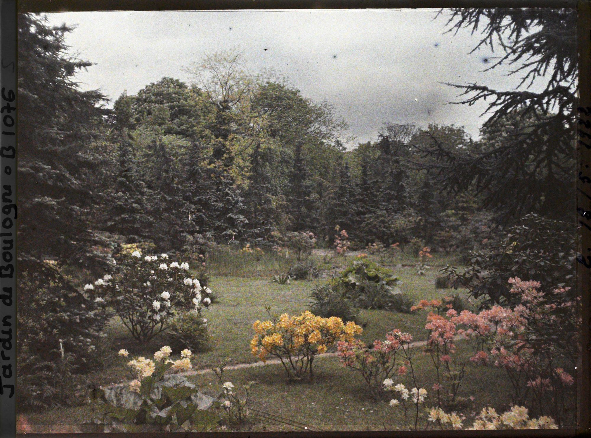 Image représentant Azalées près du marais