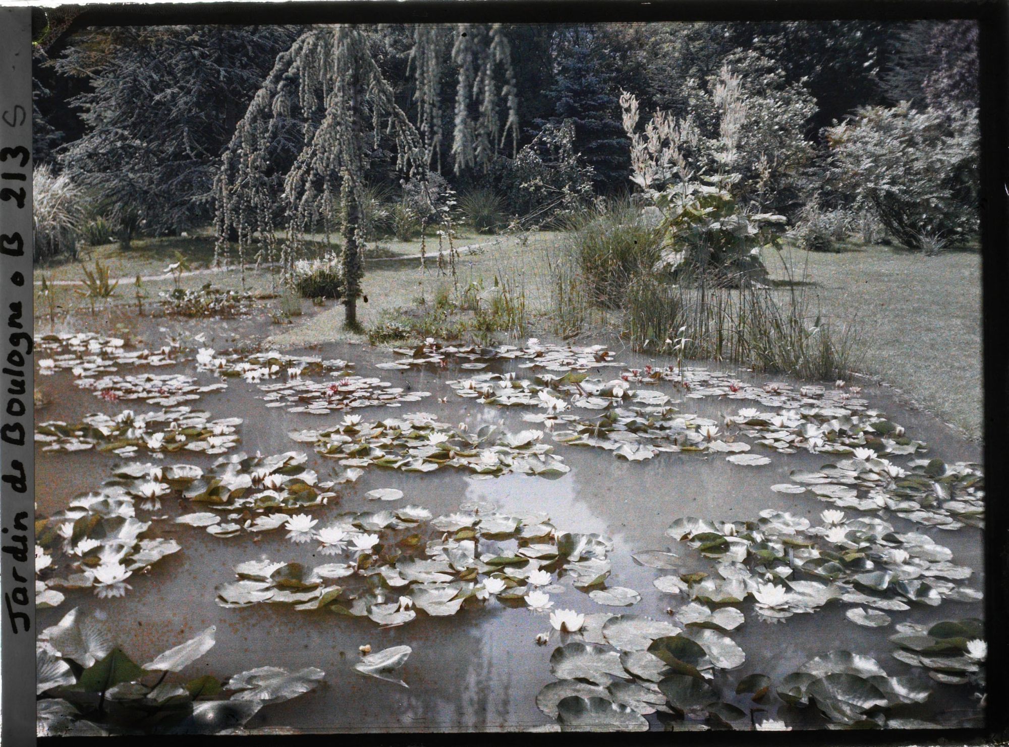 Image représentant Nénuphars en fleurs dans un " étang " du marais, vu vers le sud-est