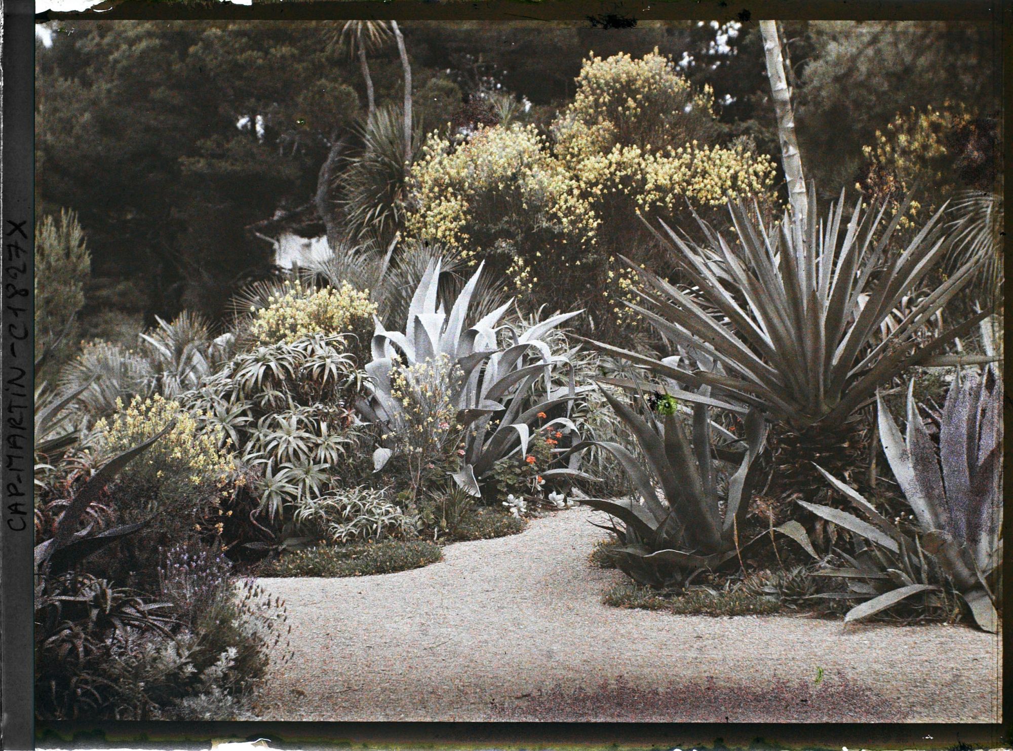 Image représentant Croisement d'allées orné d'agaves, aloès et genets en fleurs