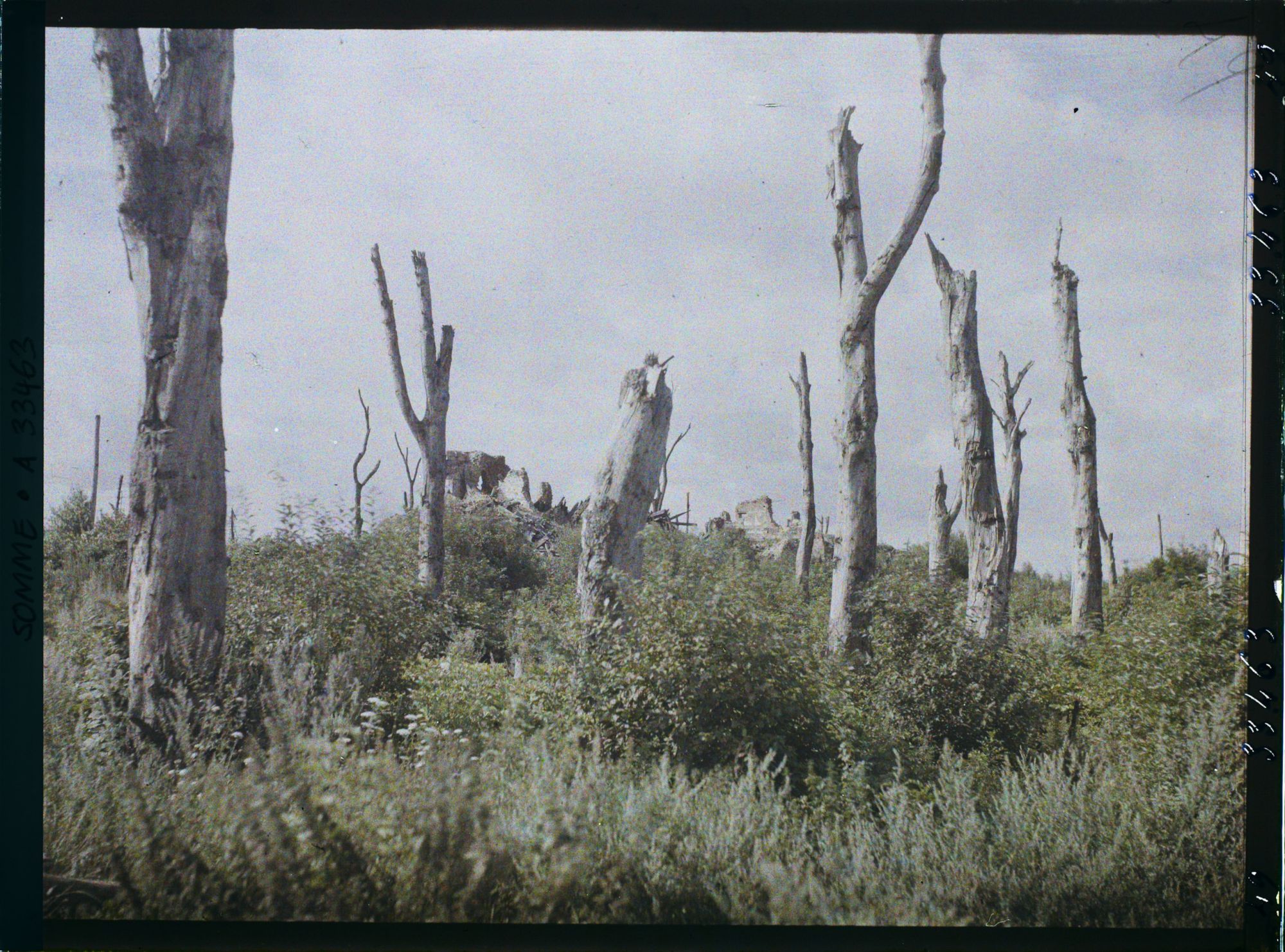 Image représentant France, Chaulnes, Arbres morts et ruines