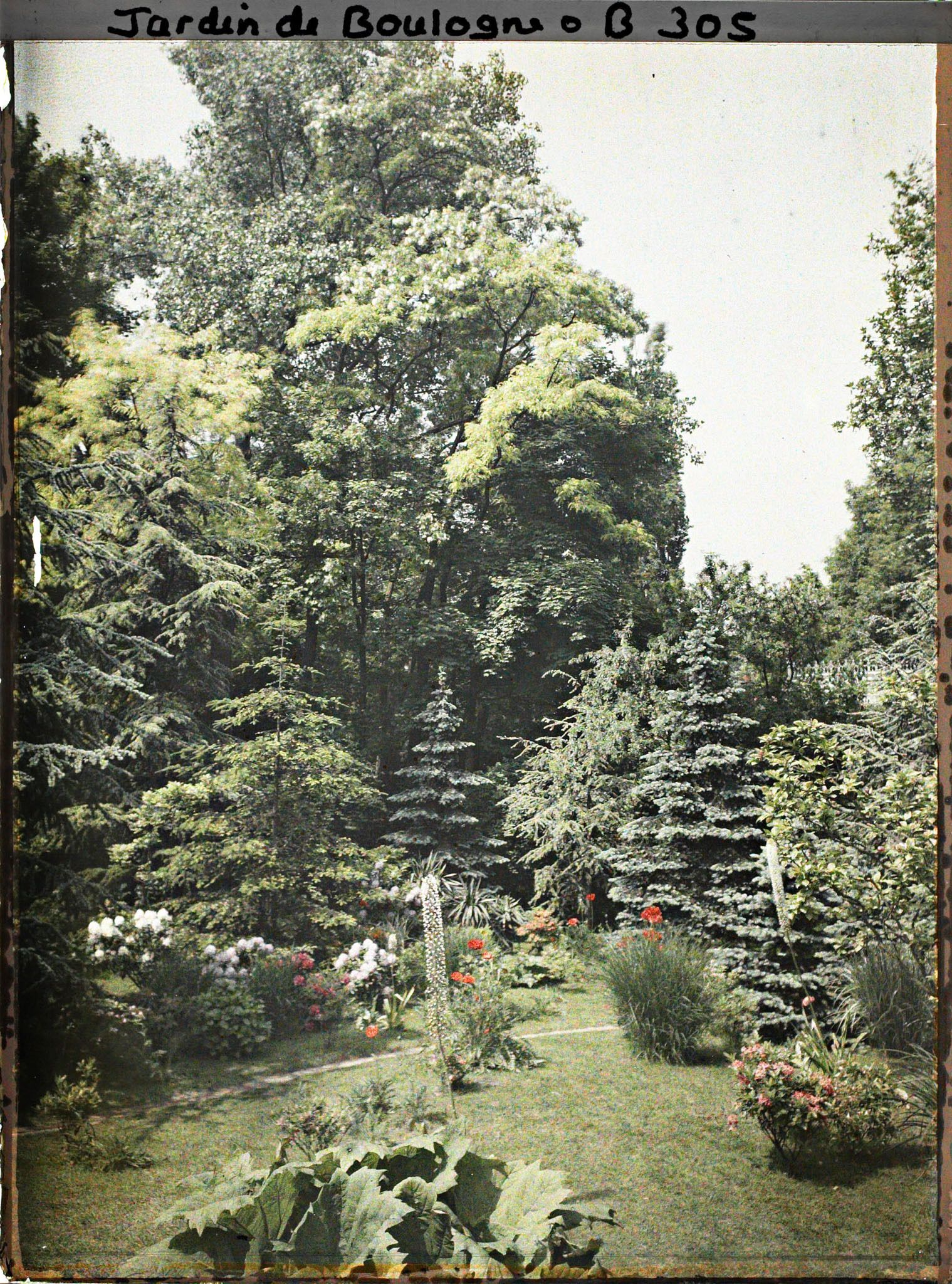 Image représentant Buissons fleuris d'azalées et de rhododendrons longeant un chemin exigu du marais