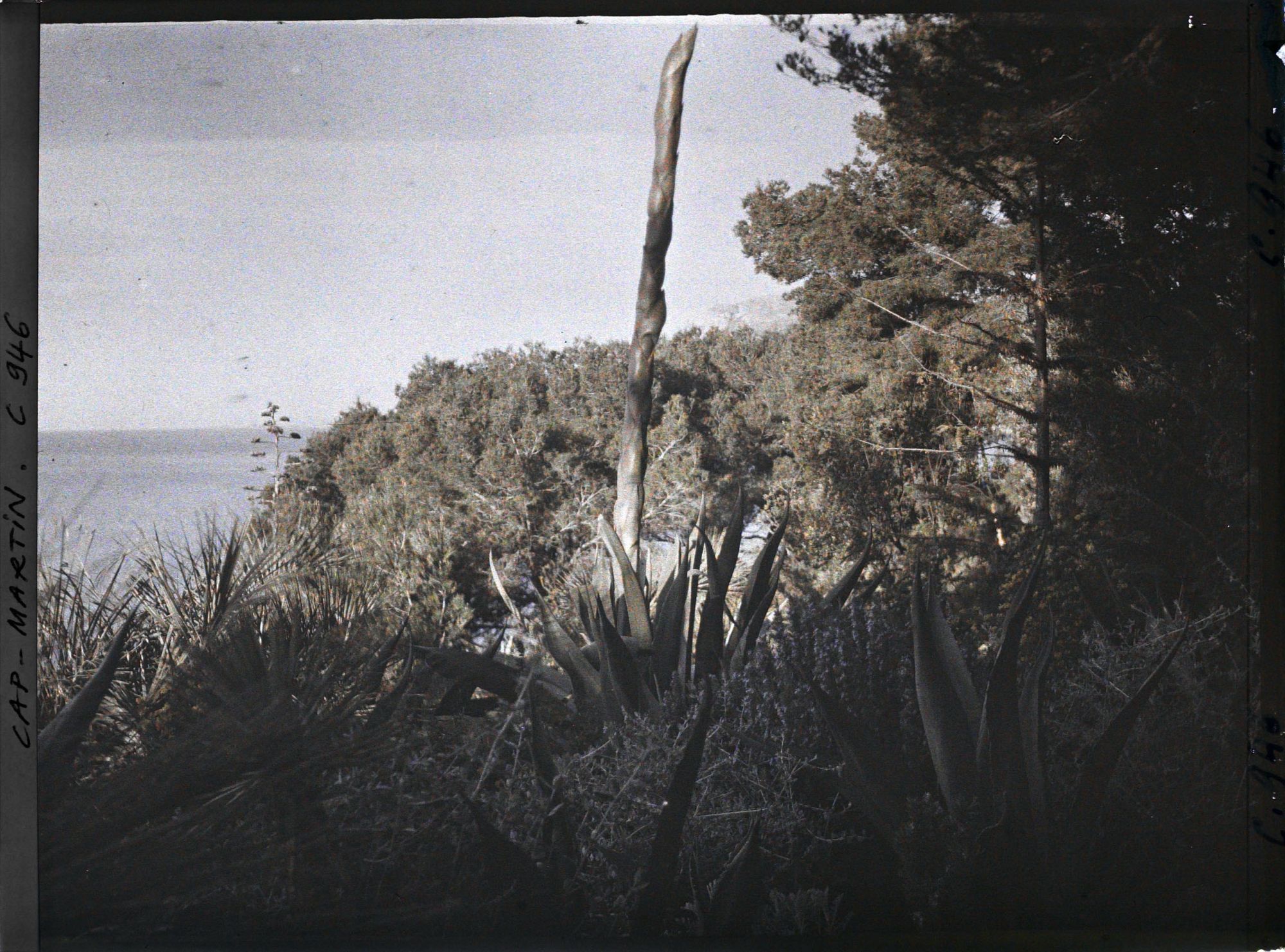 Image représentant Le Jardin (matin)