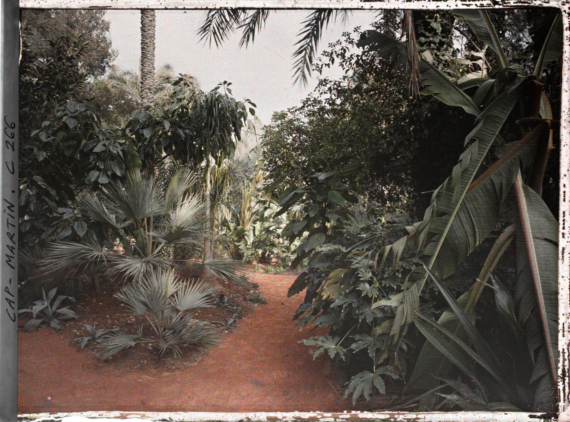 Image représentant Cap-Martin - Le Jardin