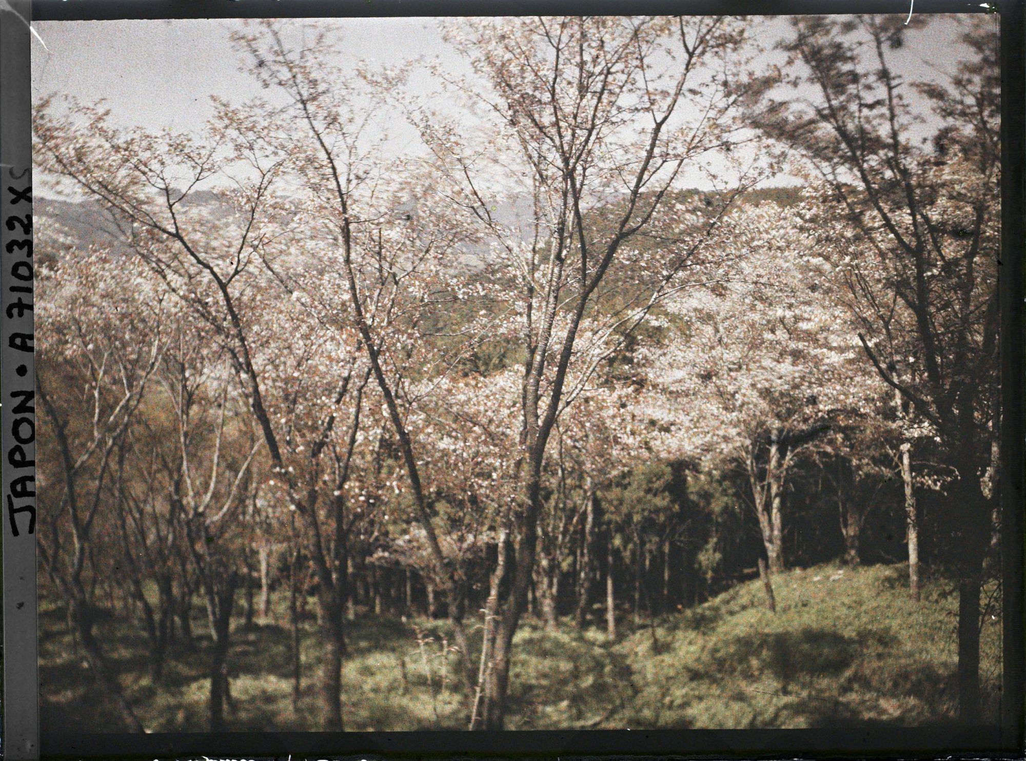 Image représentant Collines et cerisiers en fleurs