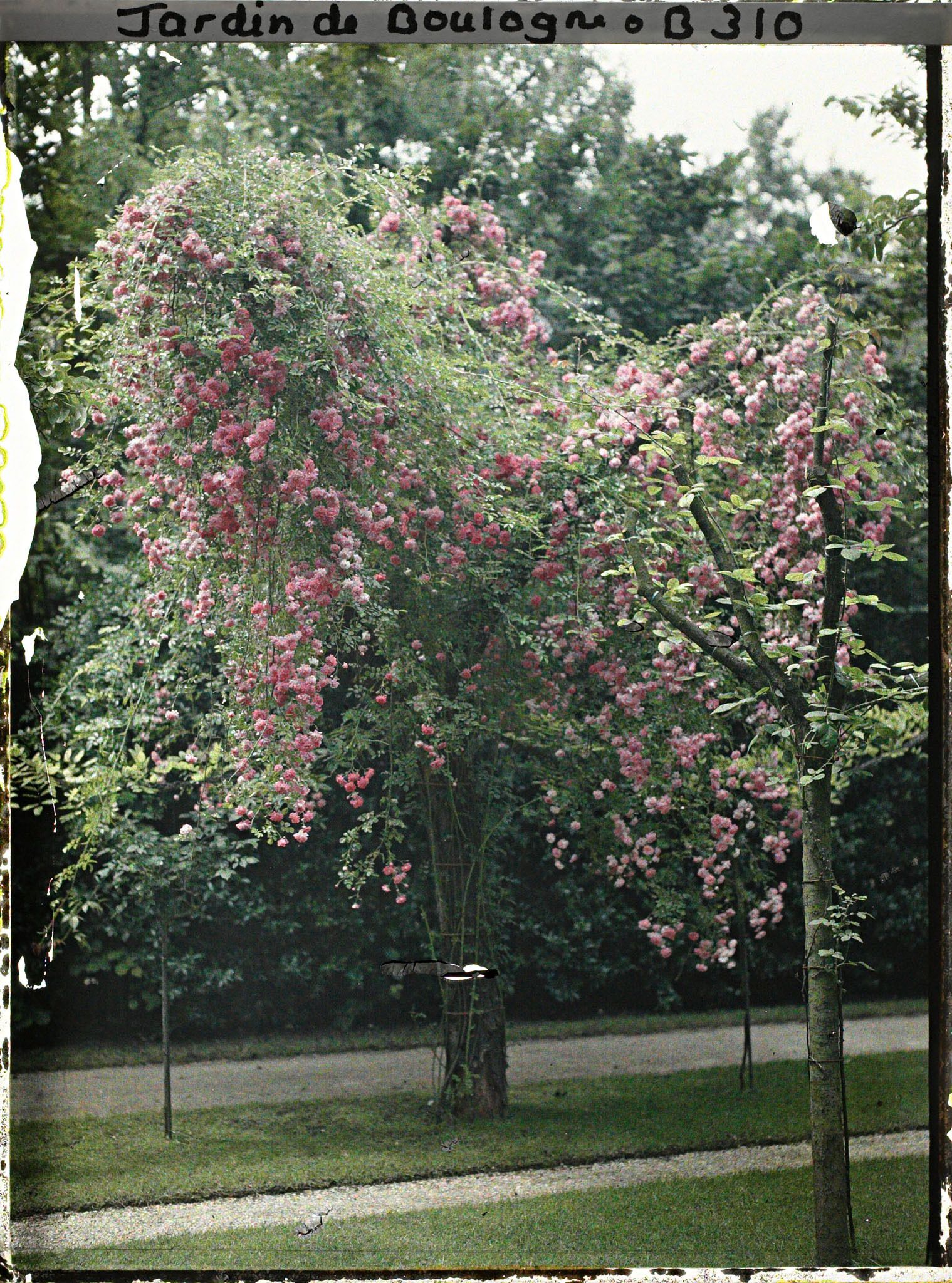 Image représentant Arbres fruitiers ornés de cascades de roses, face à la dépendance qui jouxte le verger-roseraie