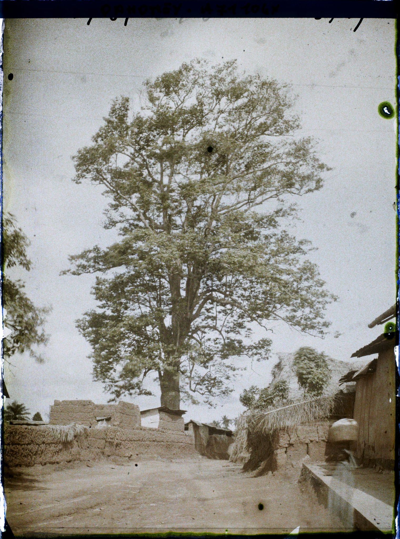 Image représentant Dans le village indigène, un Iroko (ou milicia exclesa) sacré ou arbre fétiche