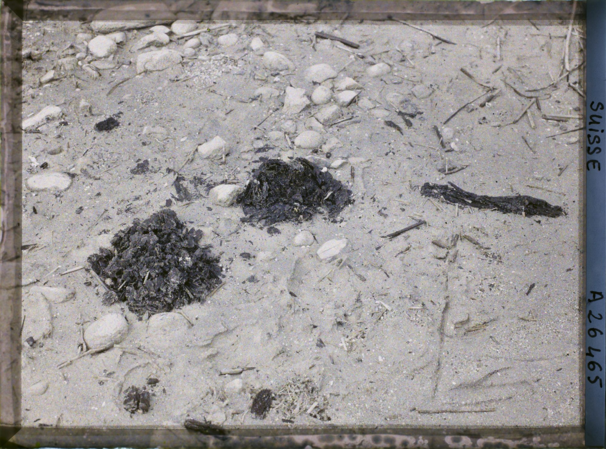 Image représentant Site palafittique préhistorique des Alpes, pieux en bois visibles lors de la baisse des eaux après la grande sécheresse de 1921