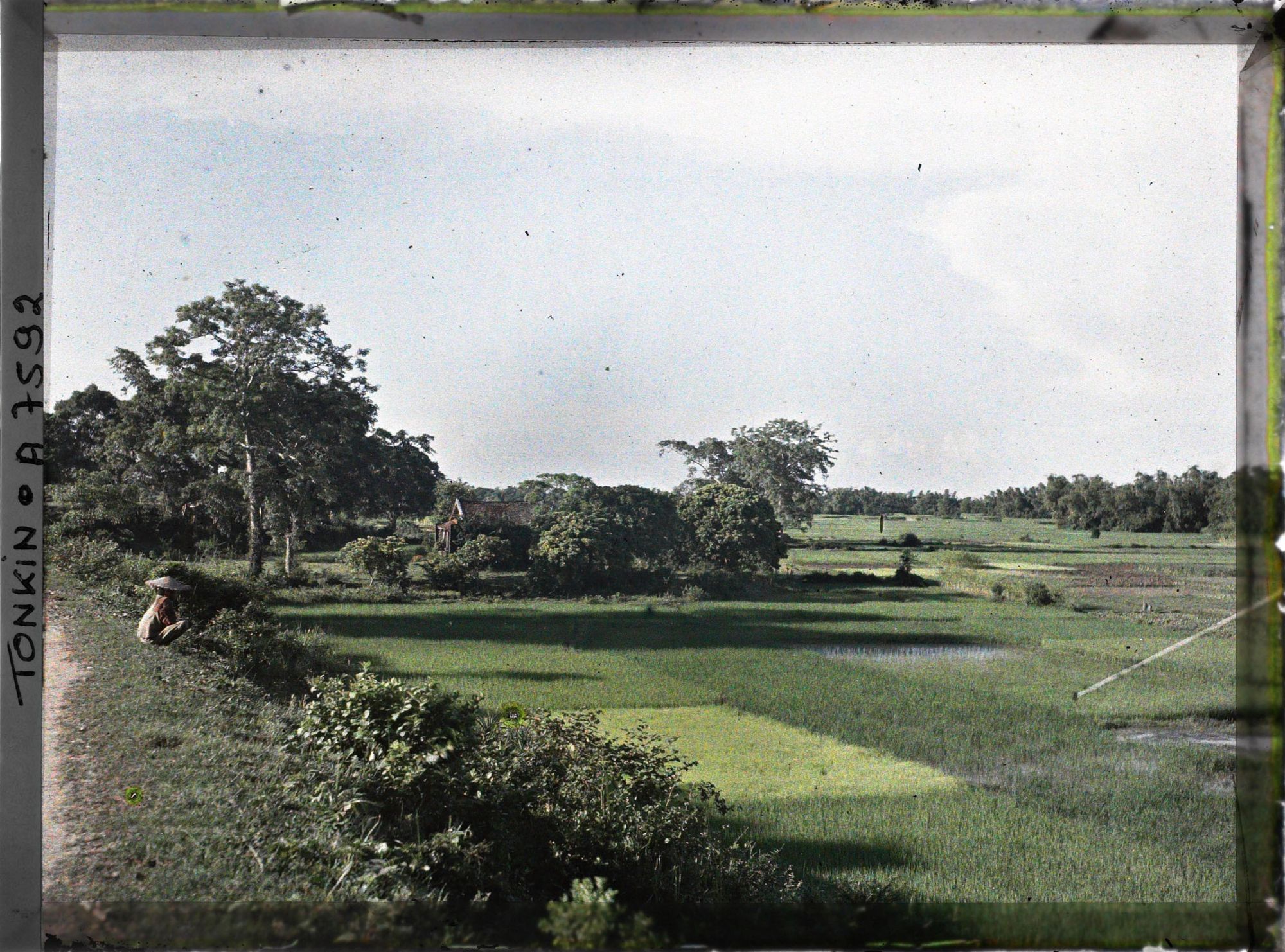 Image représentant Des semis de riz en pépinières le long du chemin qui borde le Fleuve Rouge