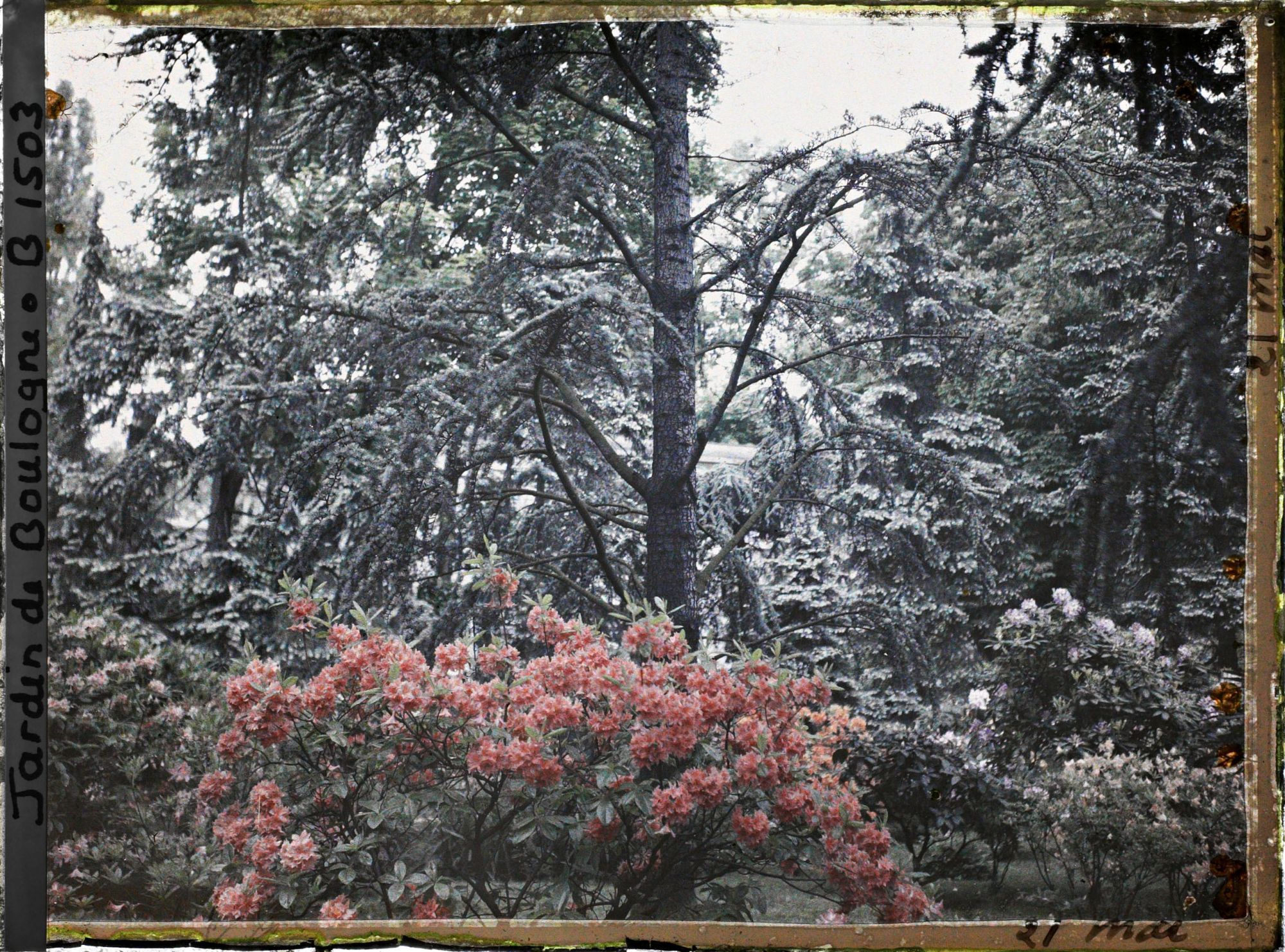 Image représentant Azalées près de la foret bleue, on devine le laboratoire à travers les branche des conifères