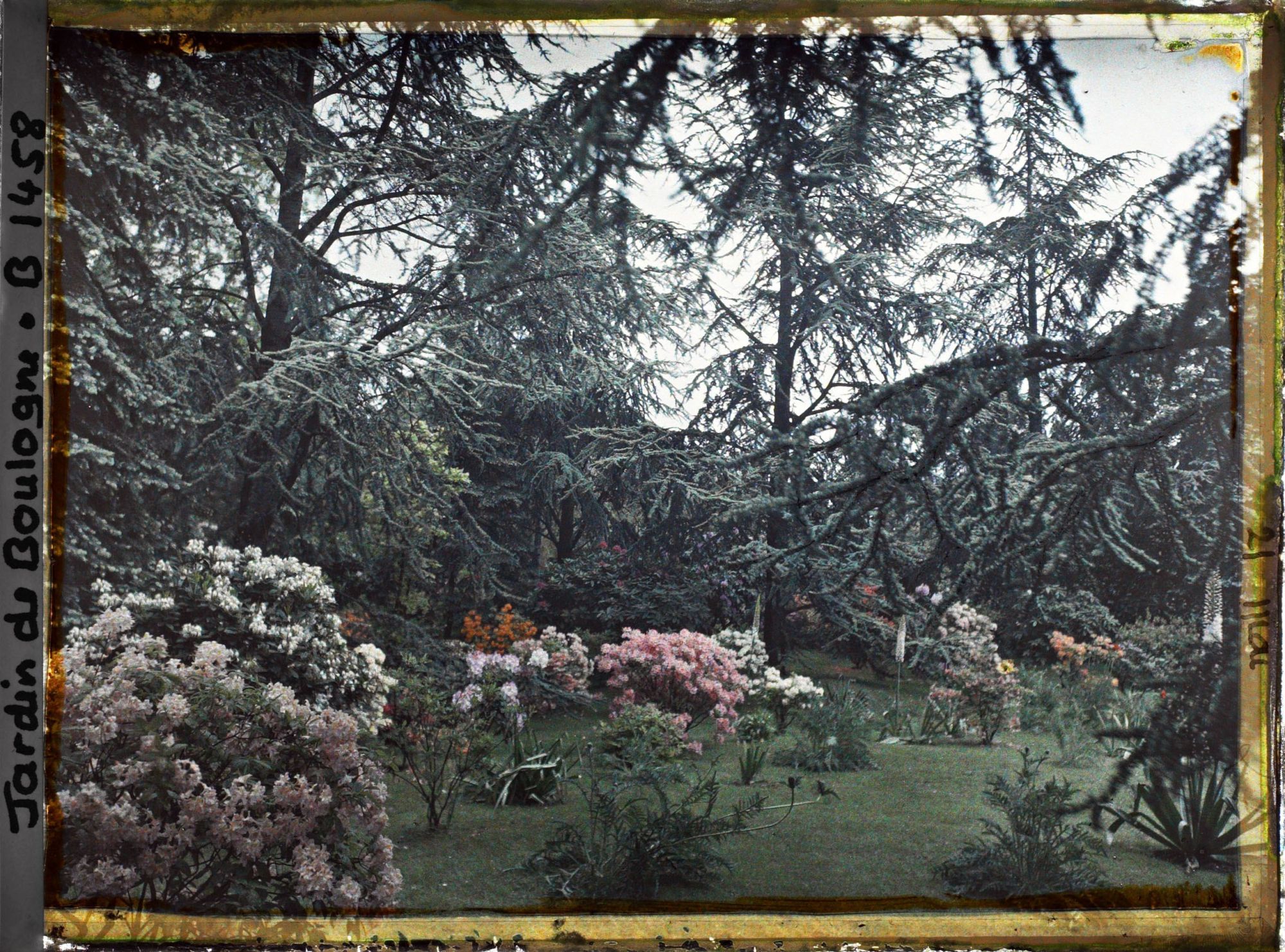 Image représentant Azalées dans la forêt bleue