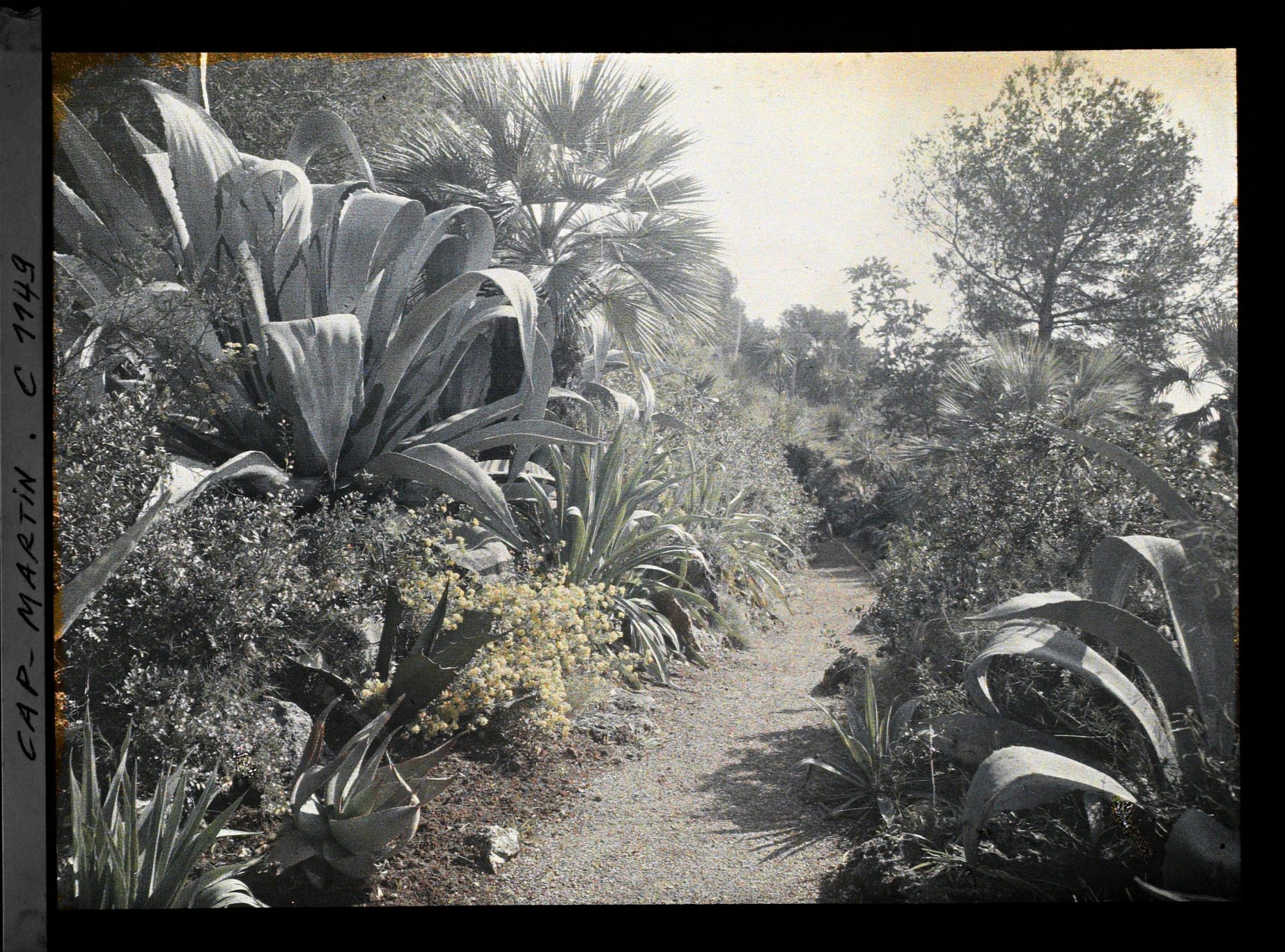 Image représentant le jardin