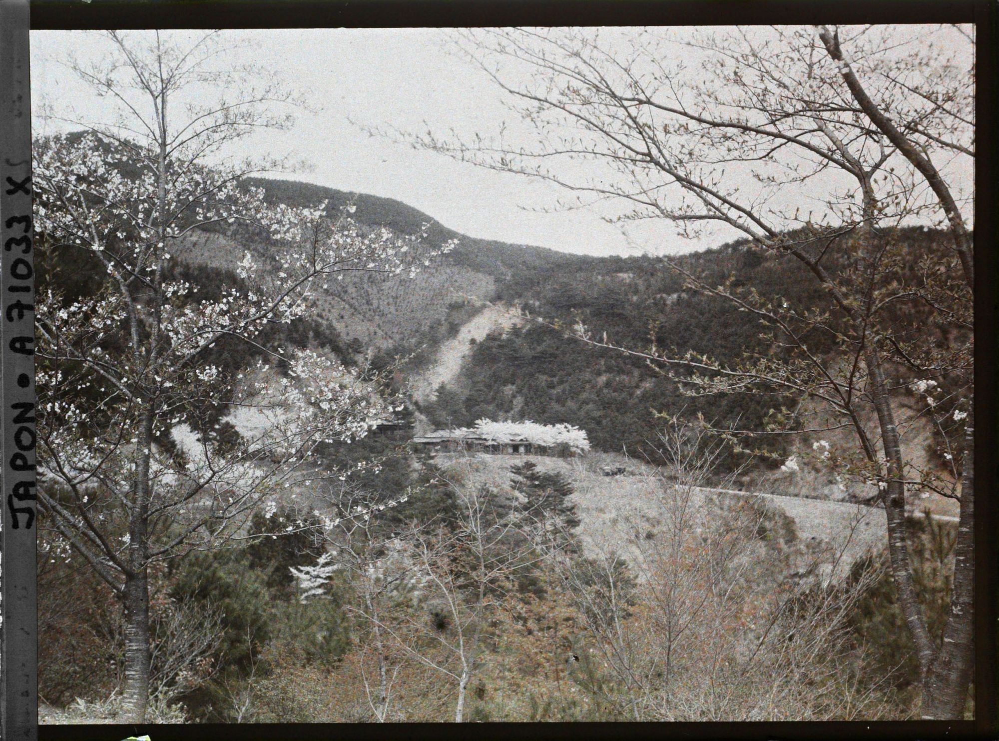 Image représentant Cerisiers en fleurs et paysages de montagne