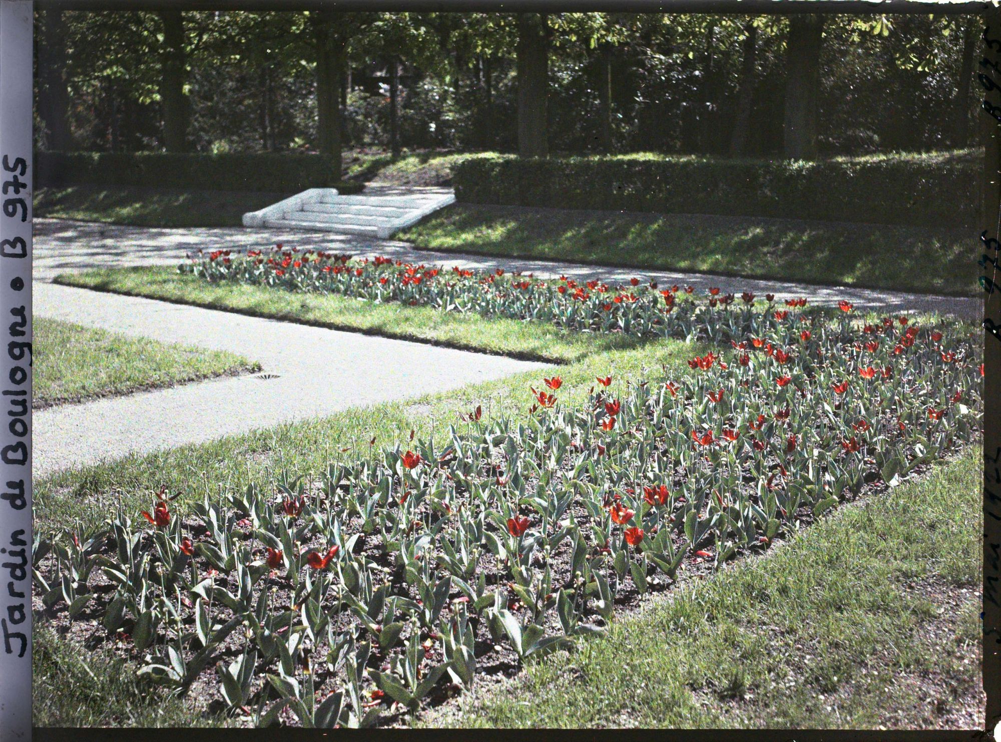 Image représentant Parterre sud-ouest du jardin français, fleuri de tulipes rouges