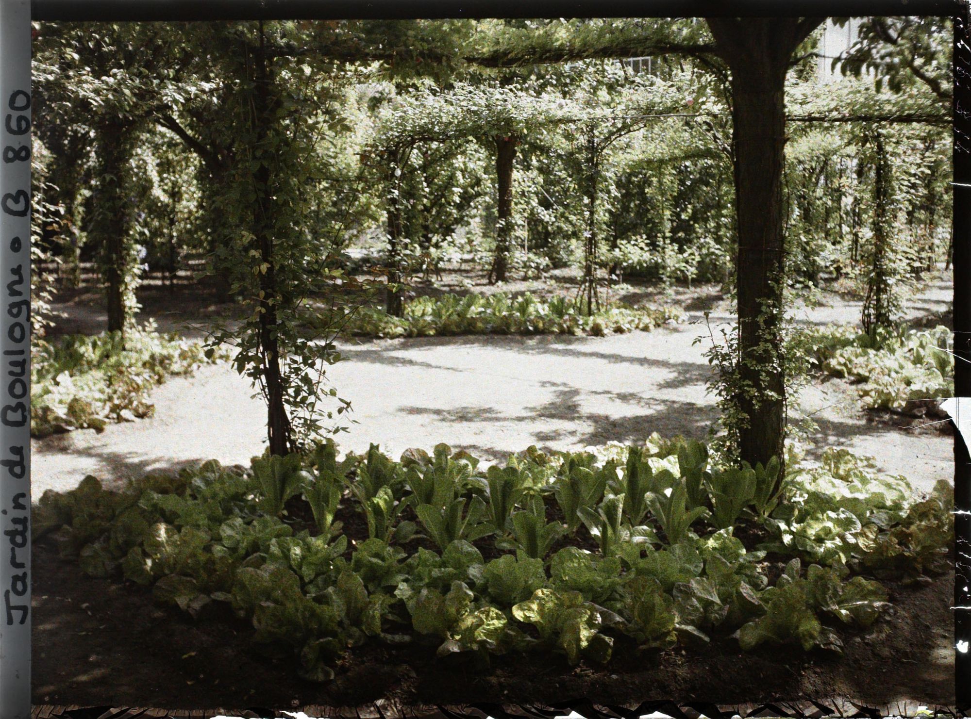 Image représentant Partie nord-est du verger-roseraie vue depuis le rond-point planté de légumes, côté jardin français